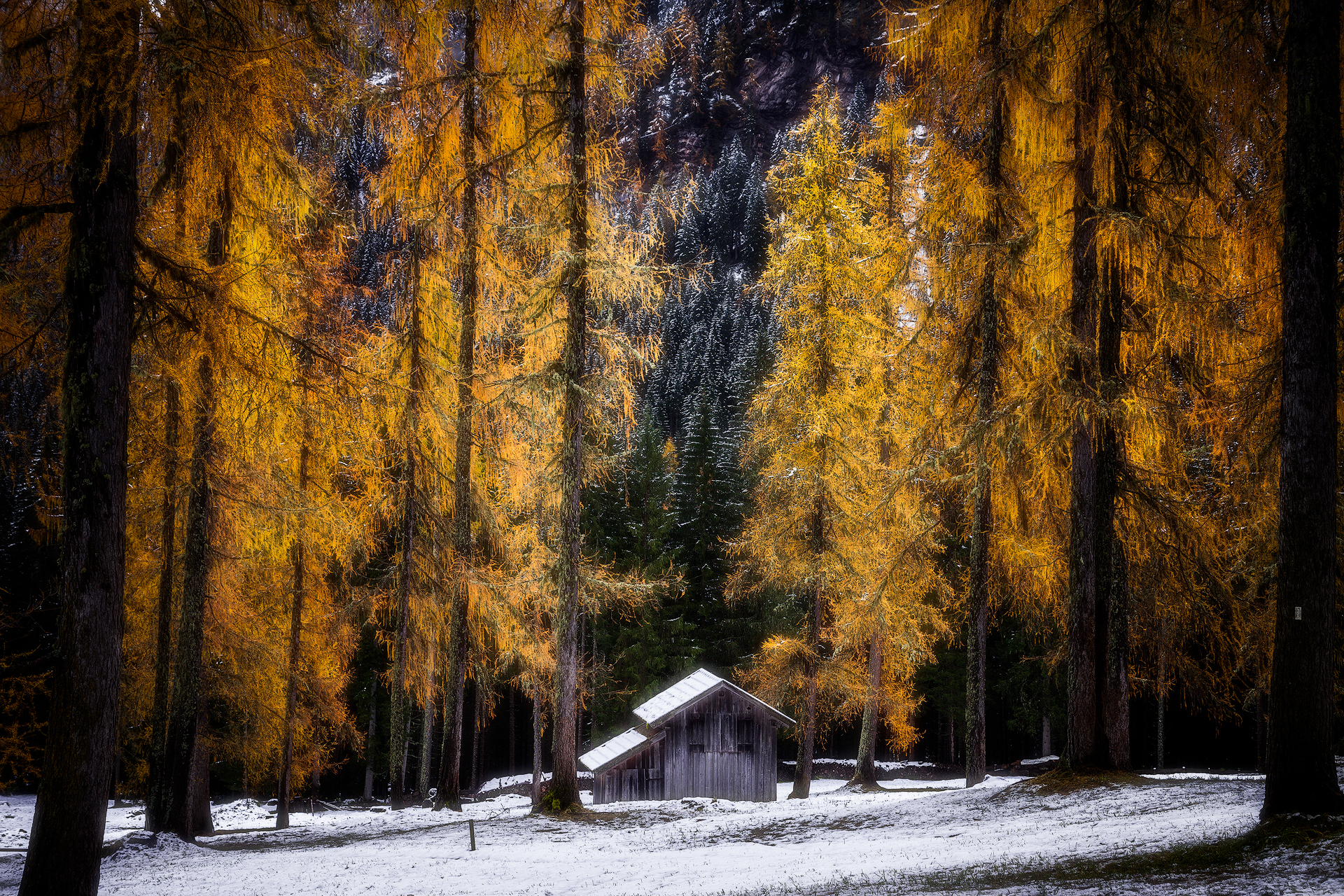 The House among the Larches...