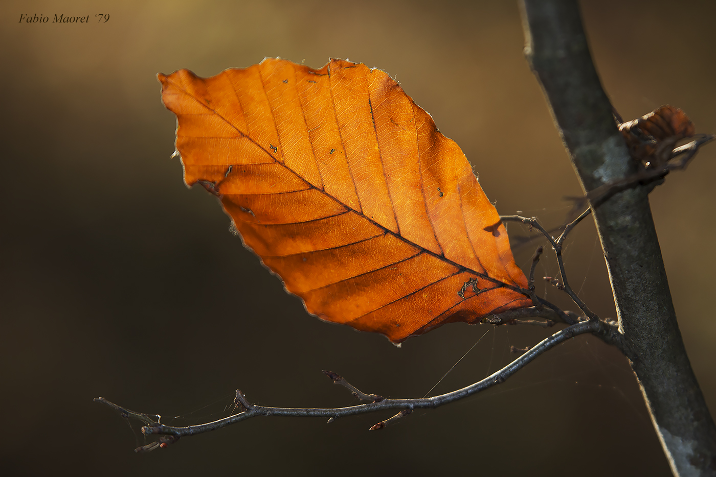 A Late Autumn..... But This Leaf Resists.........