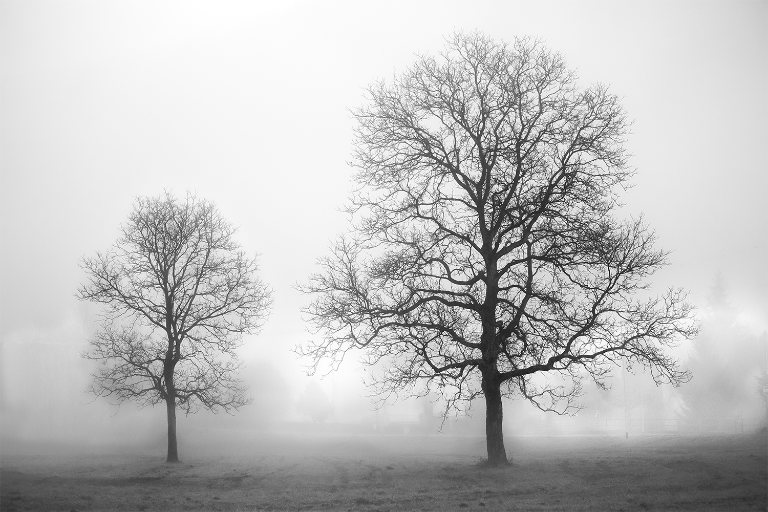trees in the fog...