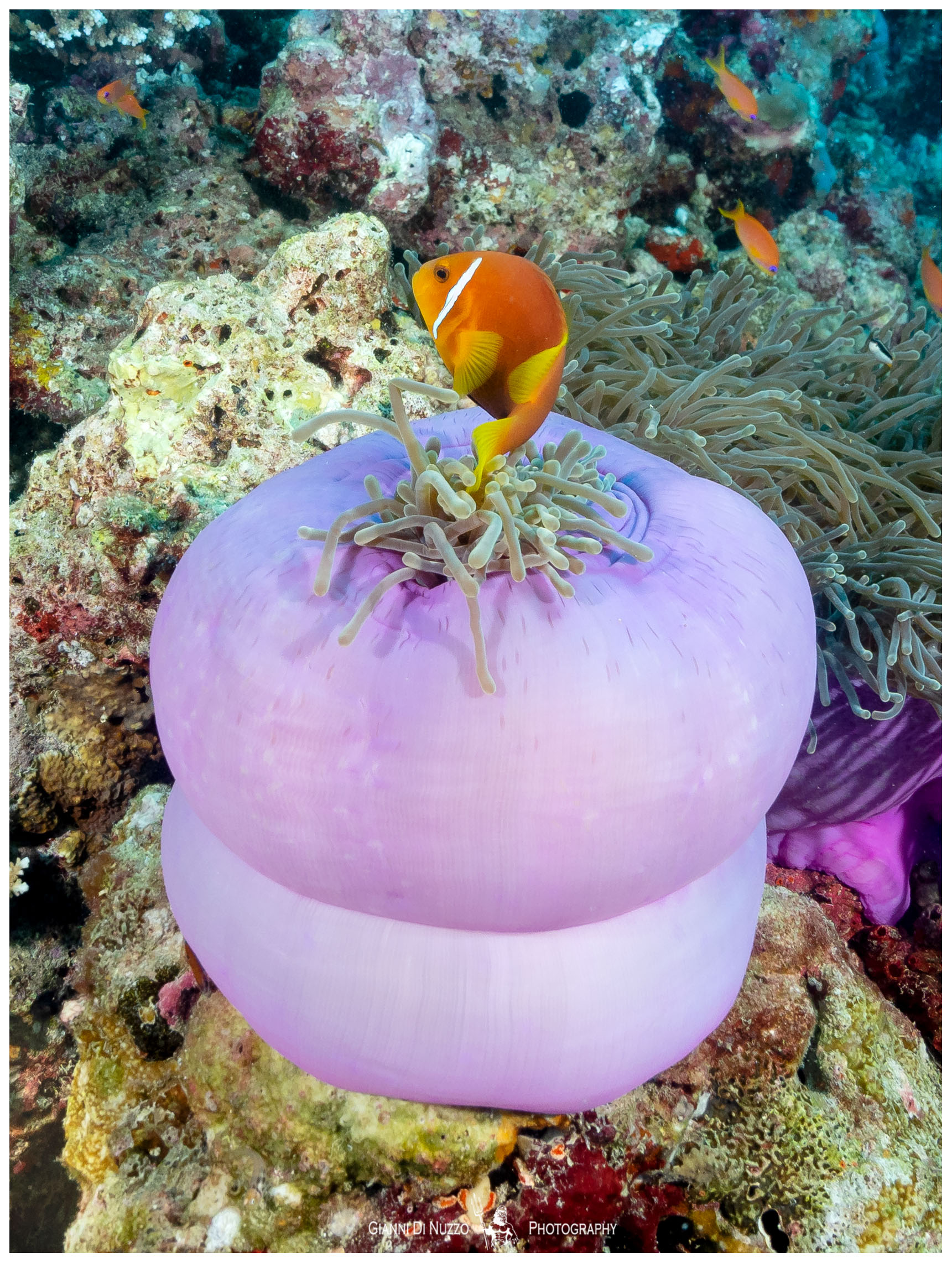 Anemone and tenant...