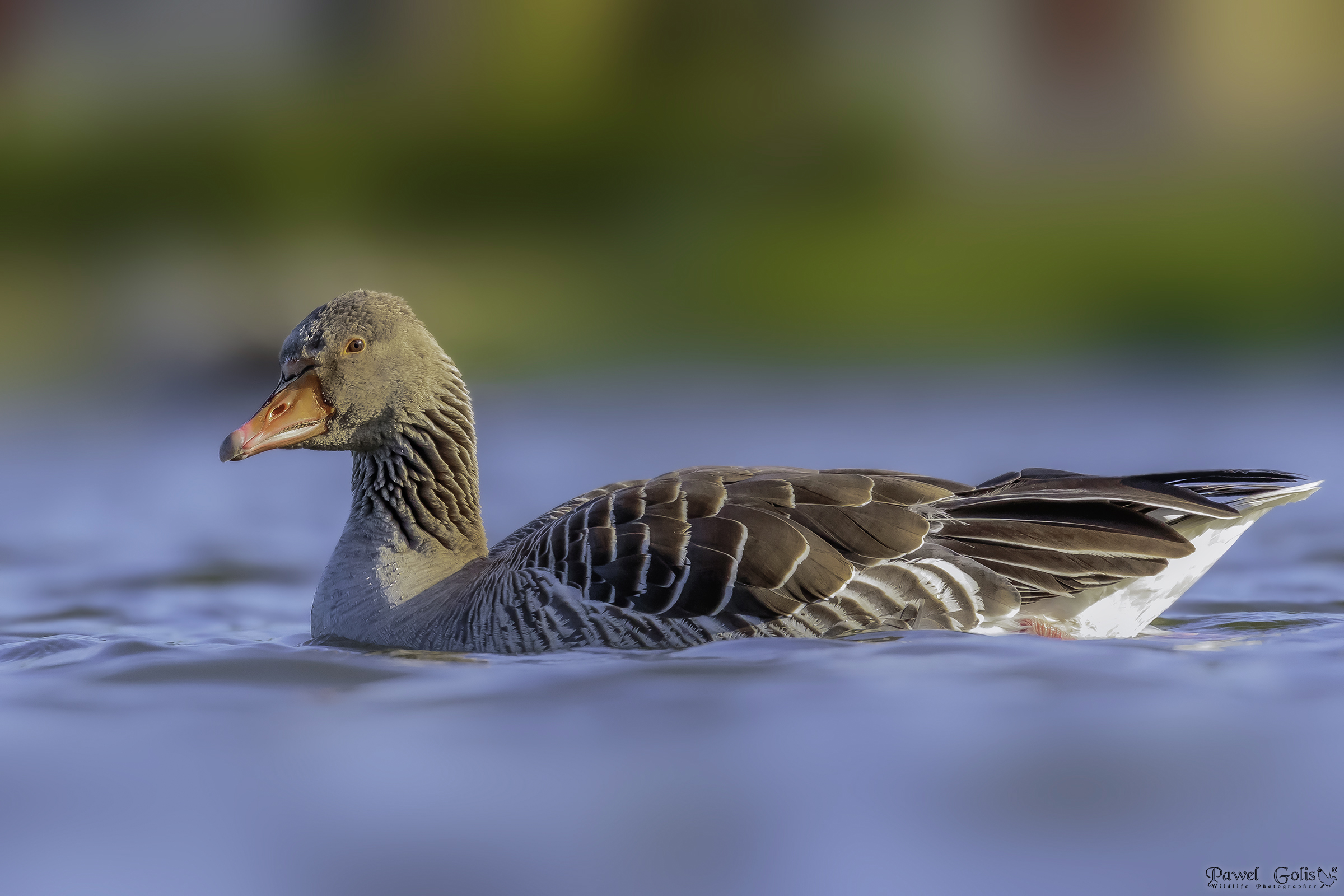 Greylag goose (Anser anser)...