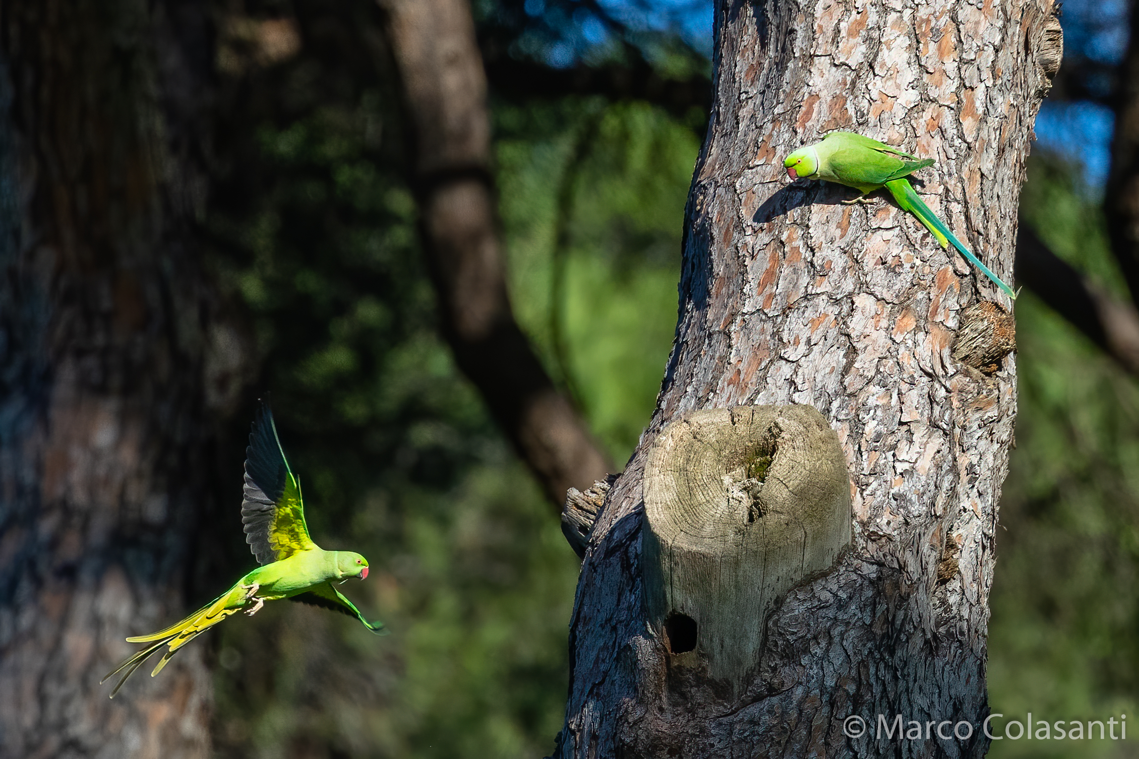 Collared parakeets around the nest...