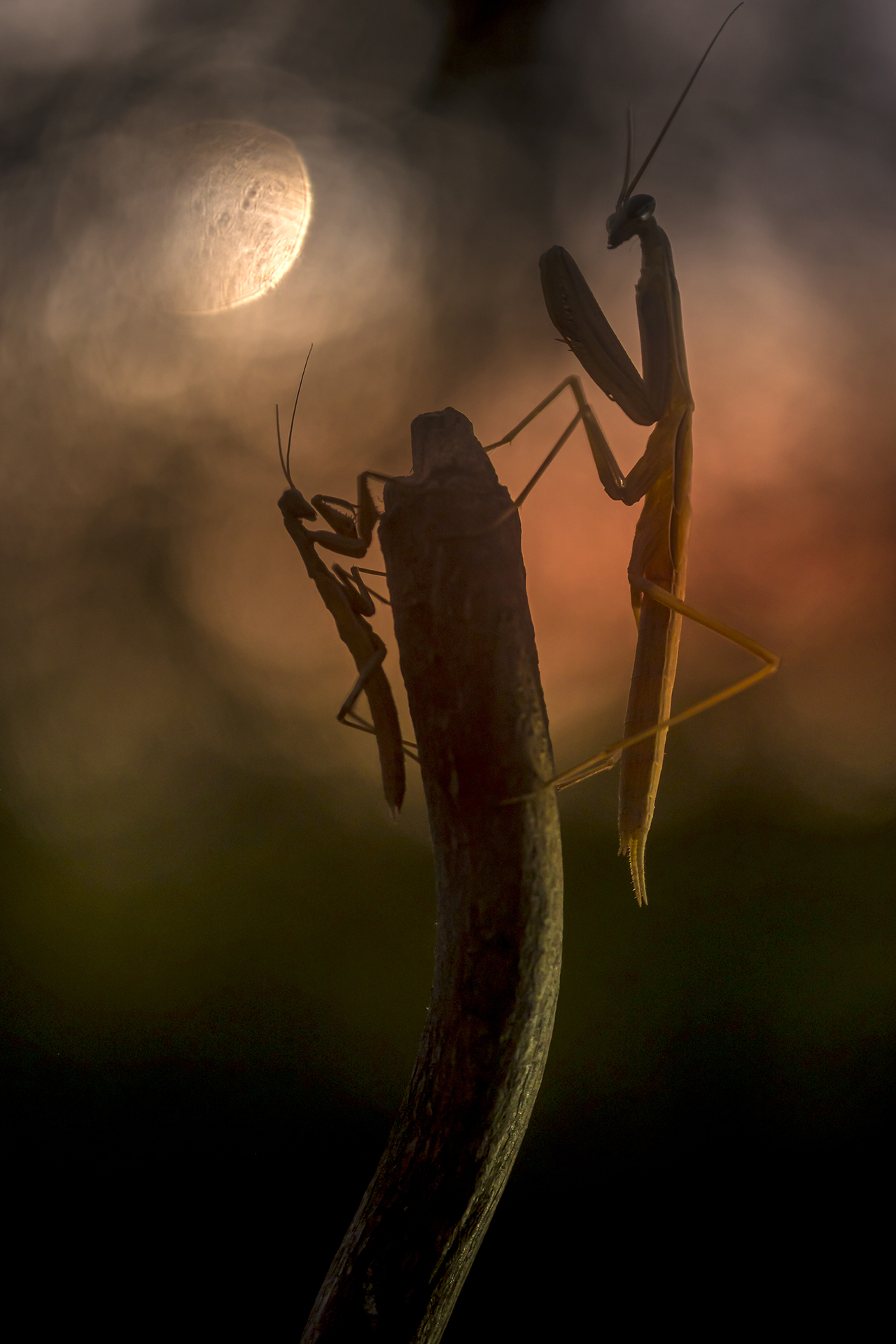 night creatures 2...