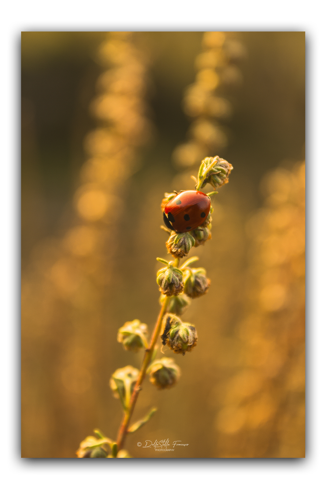 Golden ladybug...