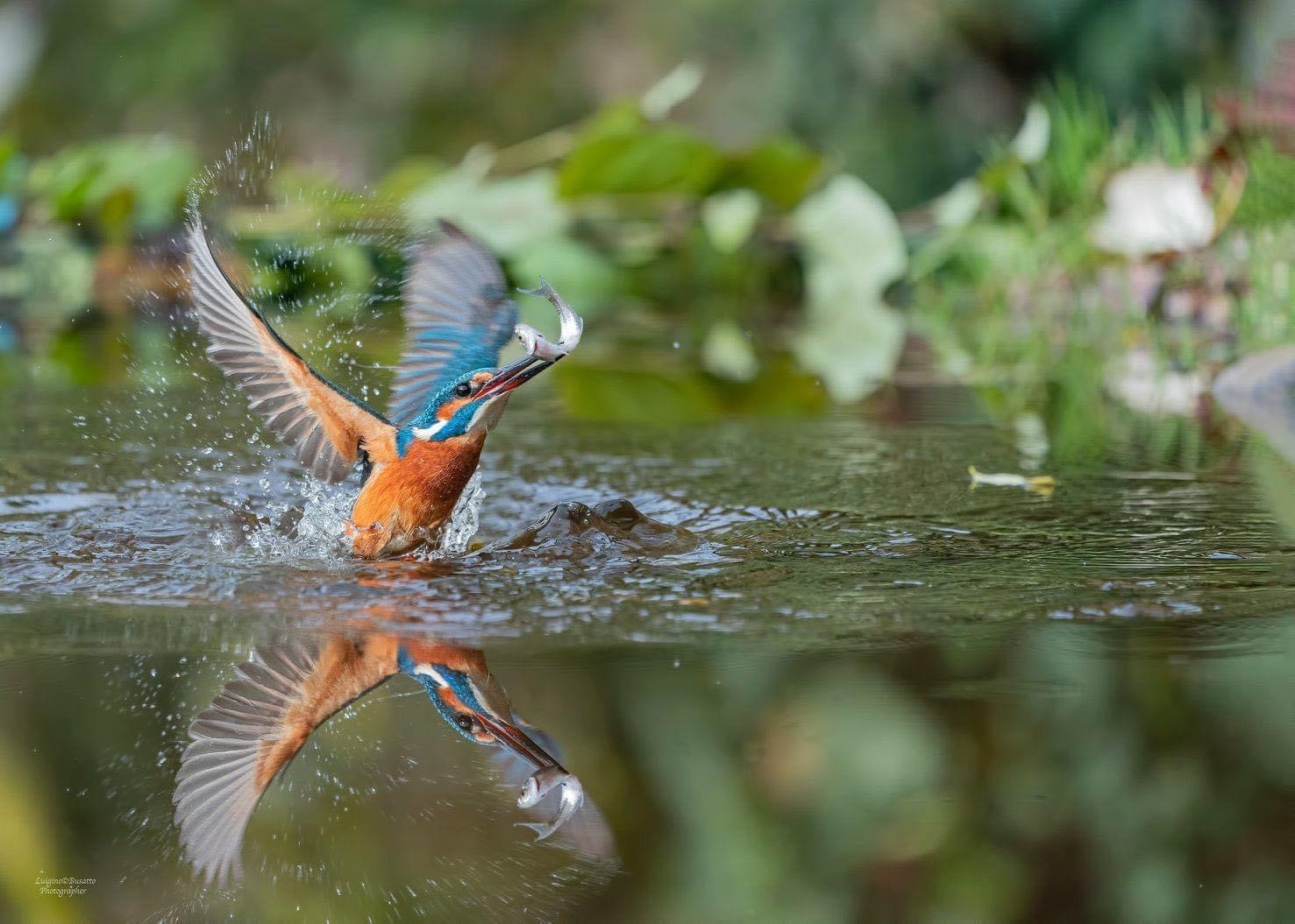 Kingfisher... in the mirror ......