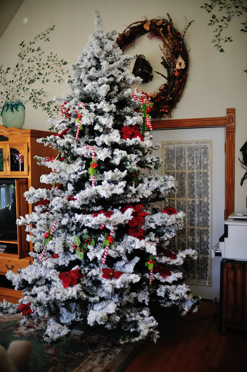 Christmas Tree awaiting ornaments...