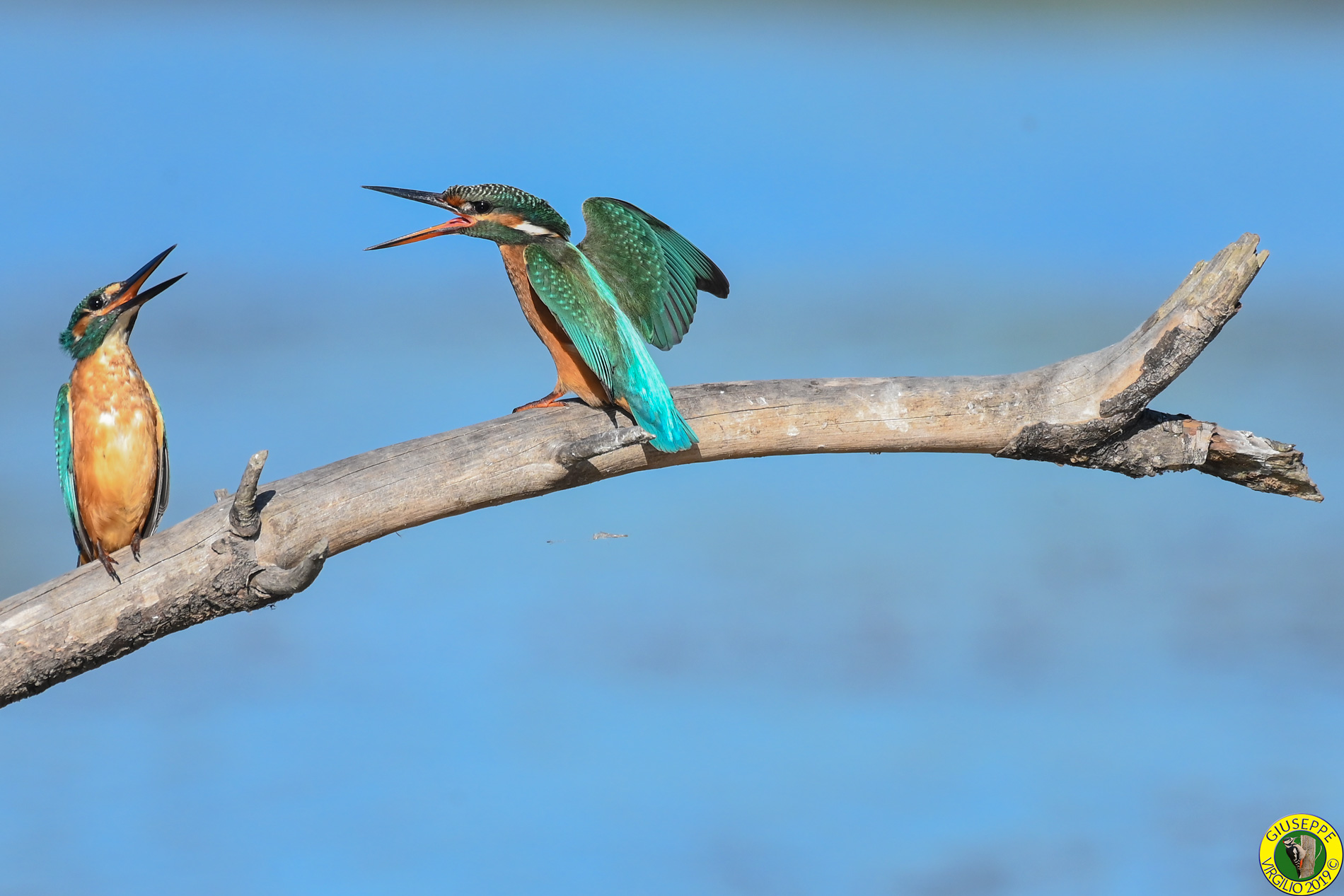 Kingfisher (Sardinia) 2019...