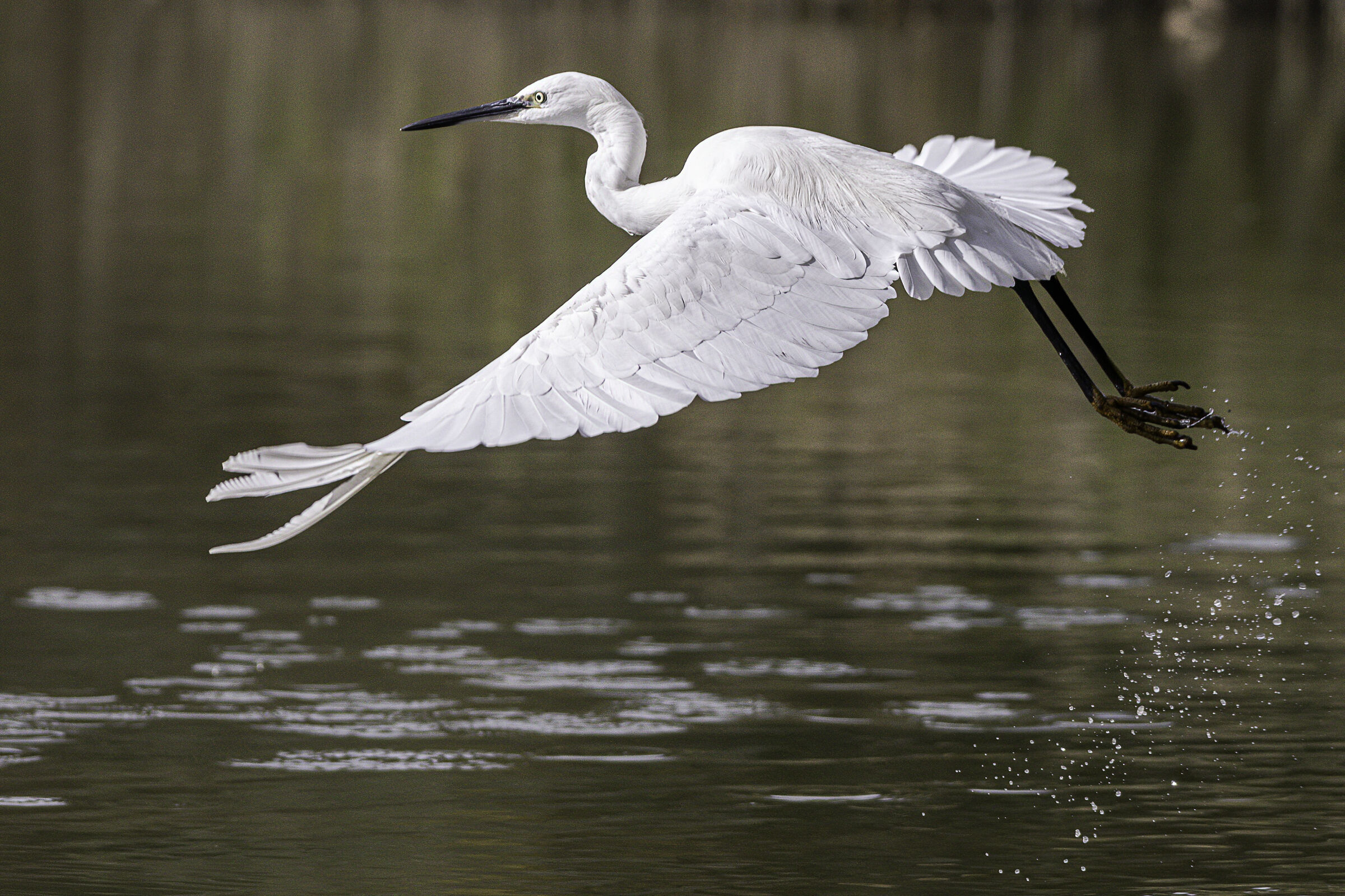 the flight of the egret...