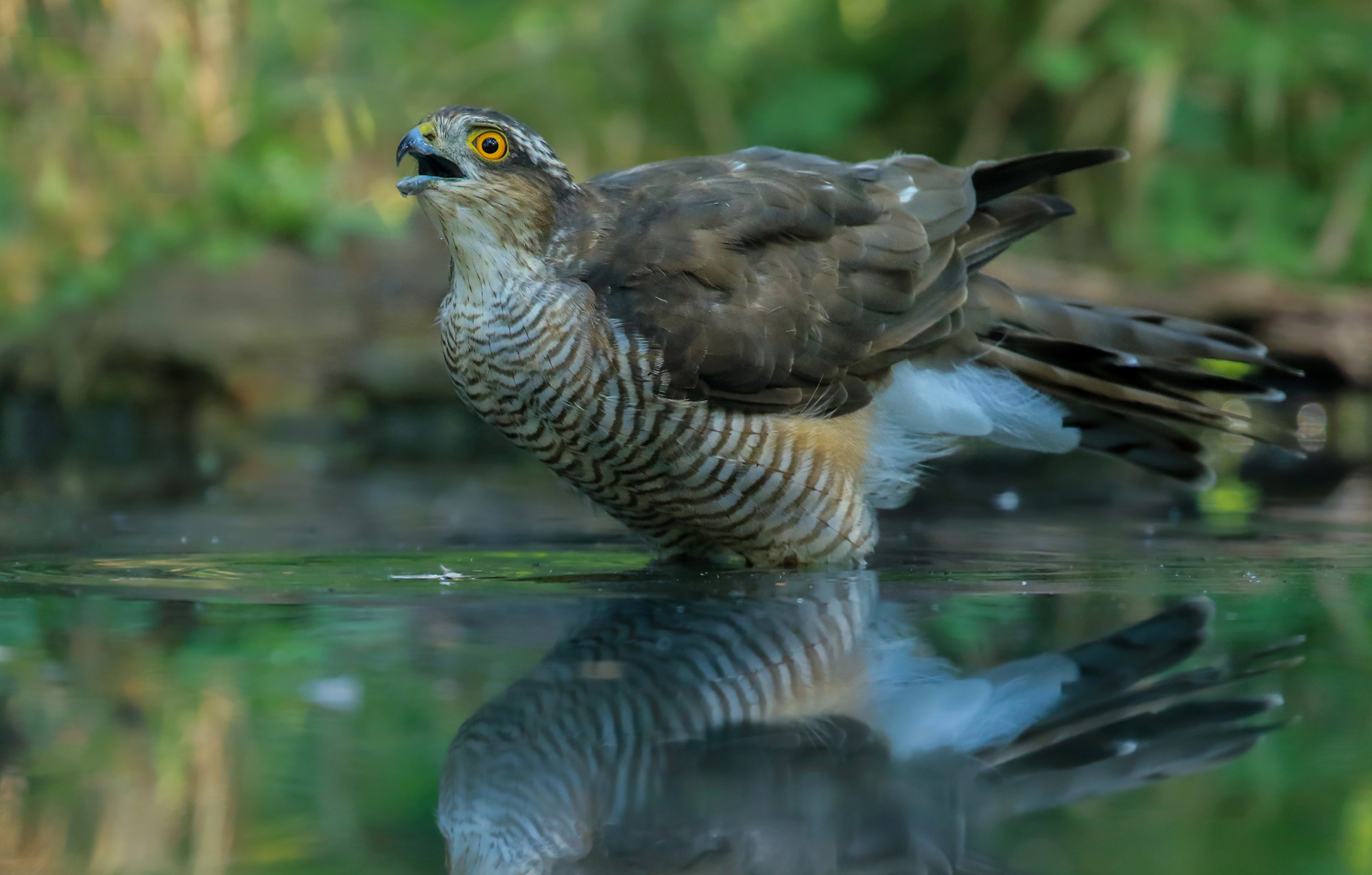 the ecstasy of the sparrowhawk...