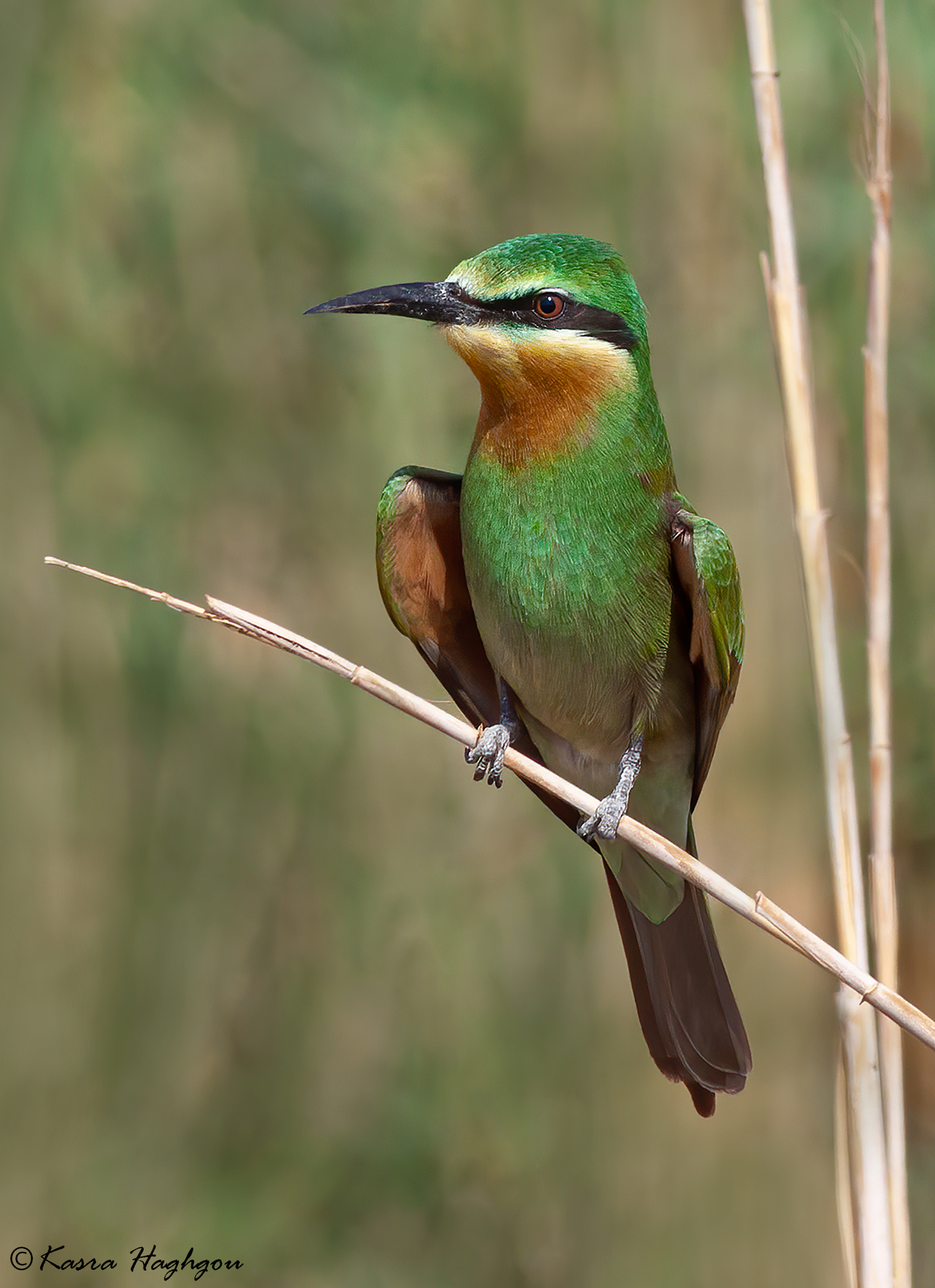 Blue-cheeked bee-eater...