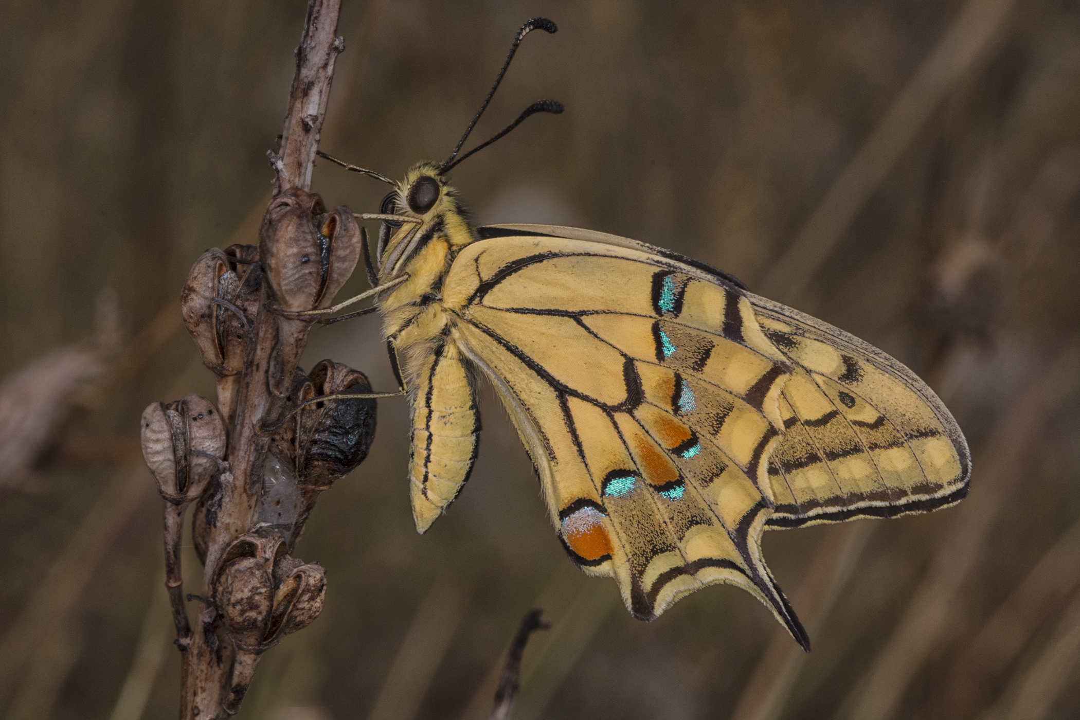 Farfalla di macaone, Parco Nazionale dell'Alta Murgia...