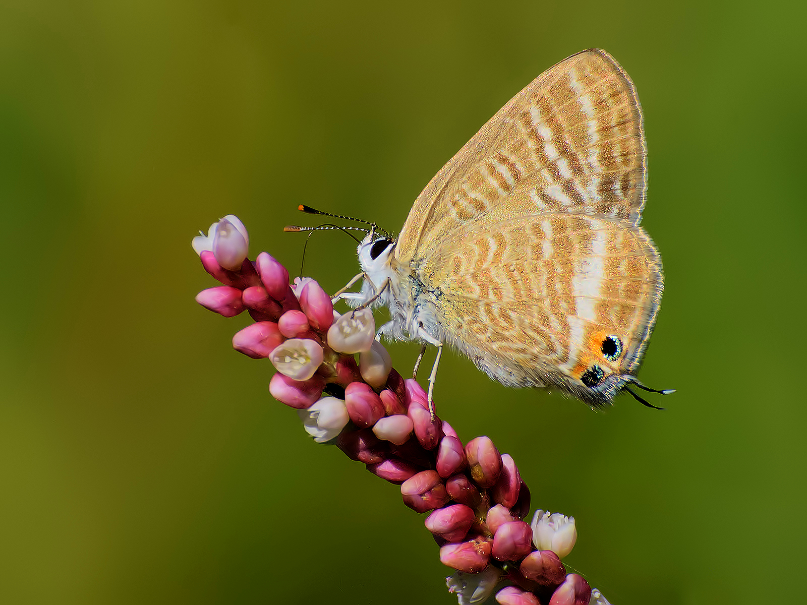 Butterfly(identification)....