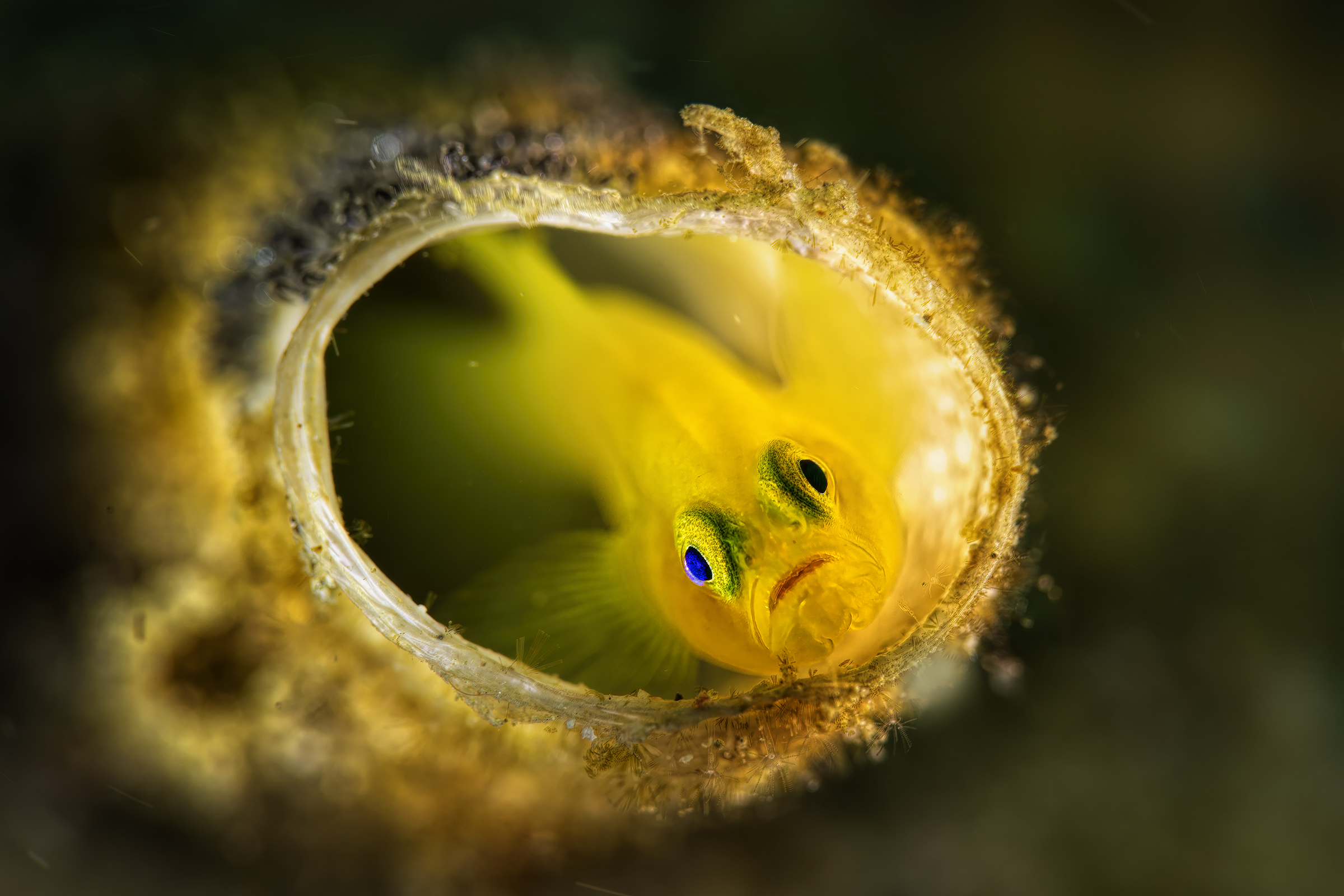 yellow goby with blue eye's...