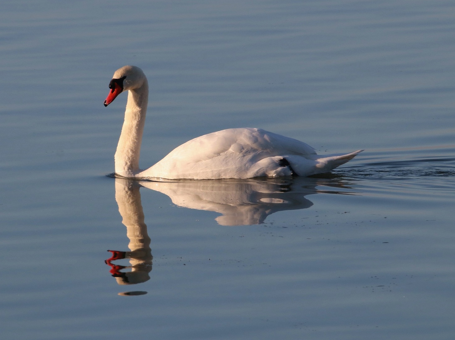 Swan ...
