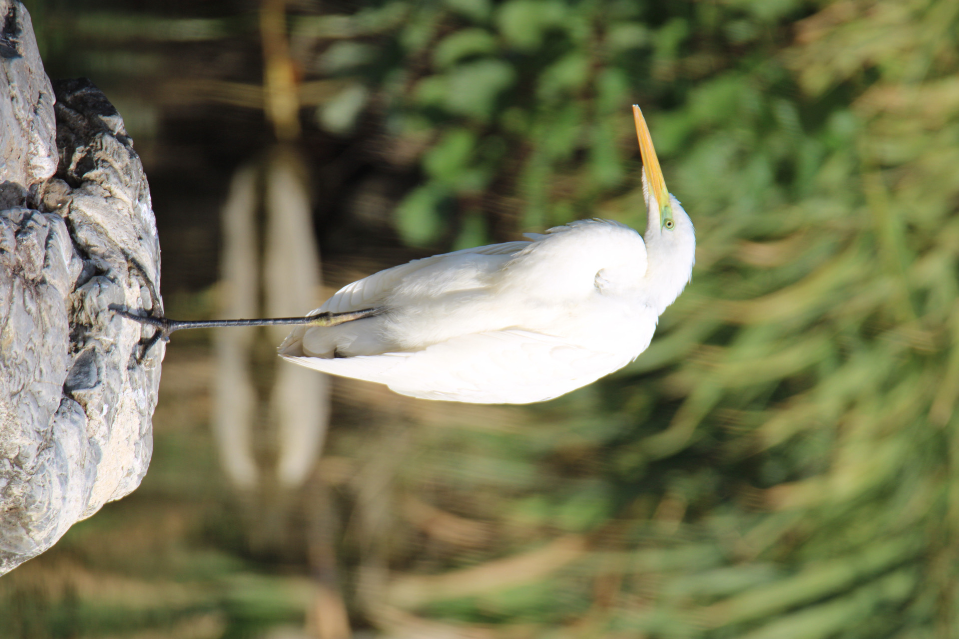 Greater white heron ...