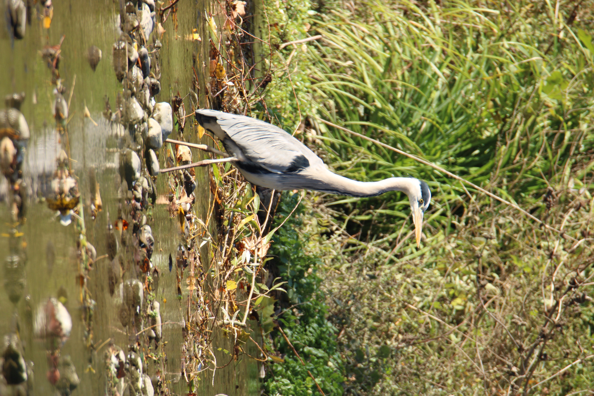 Gray heron ...