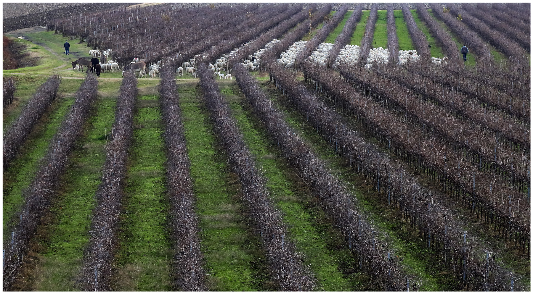 vineyard and flock...