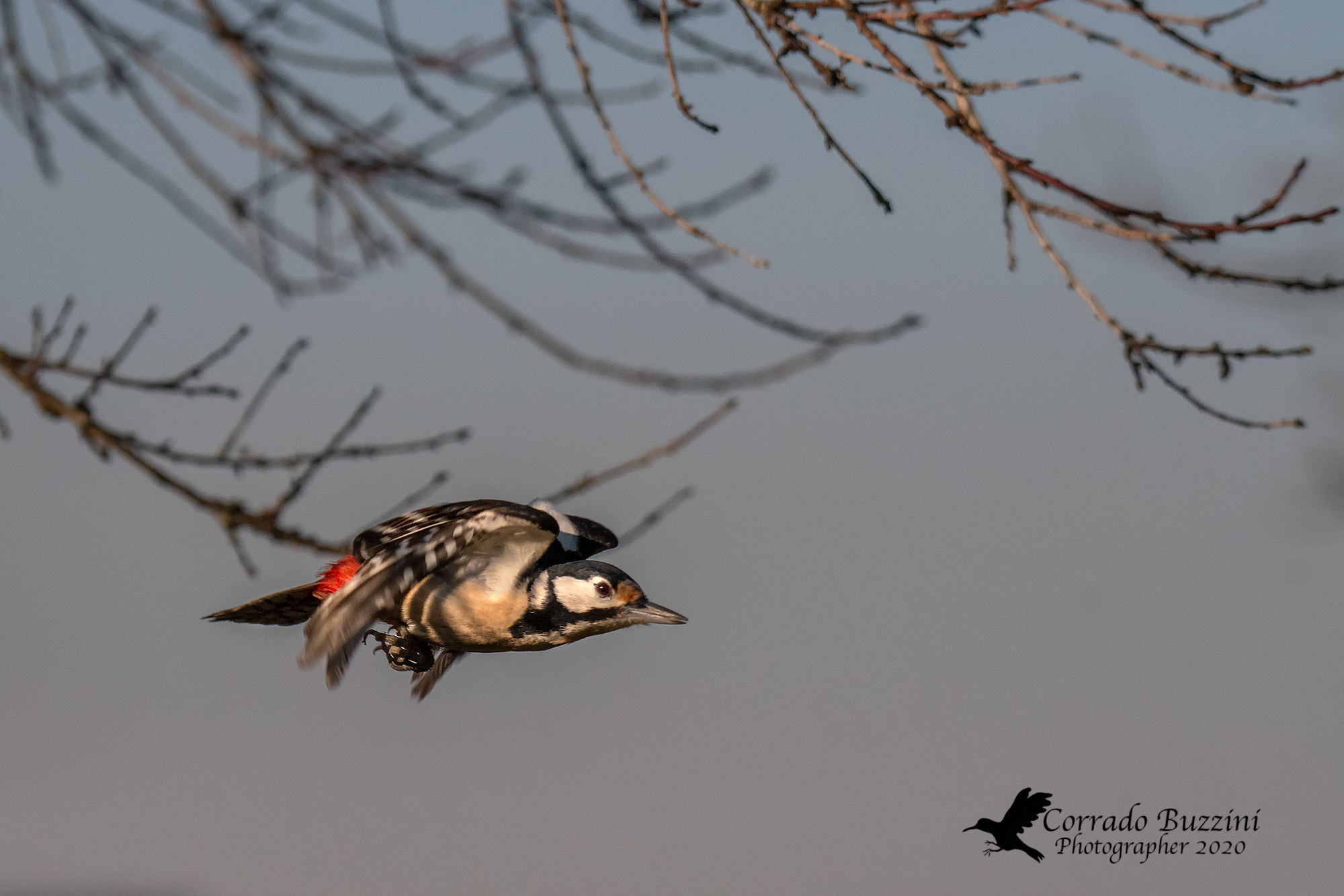 Red woodpecker in flight...