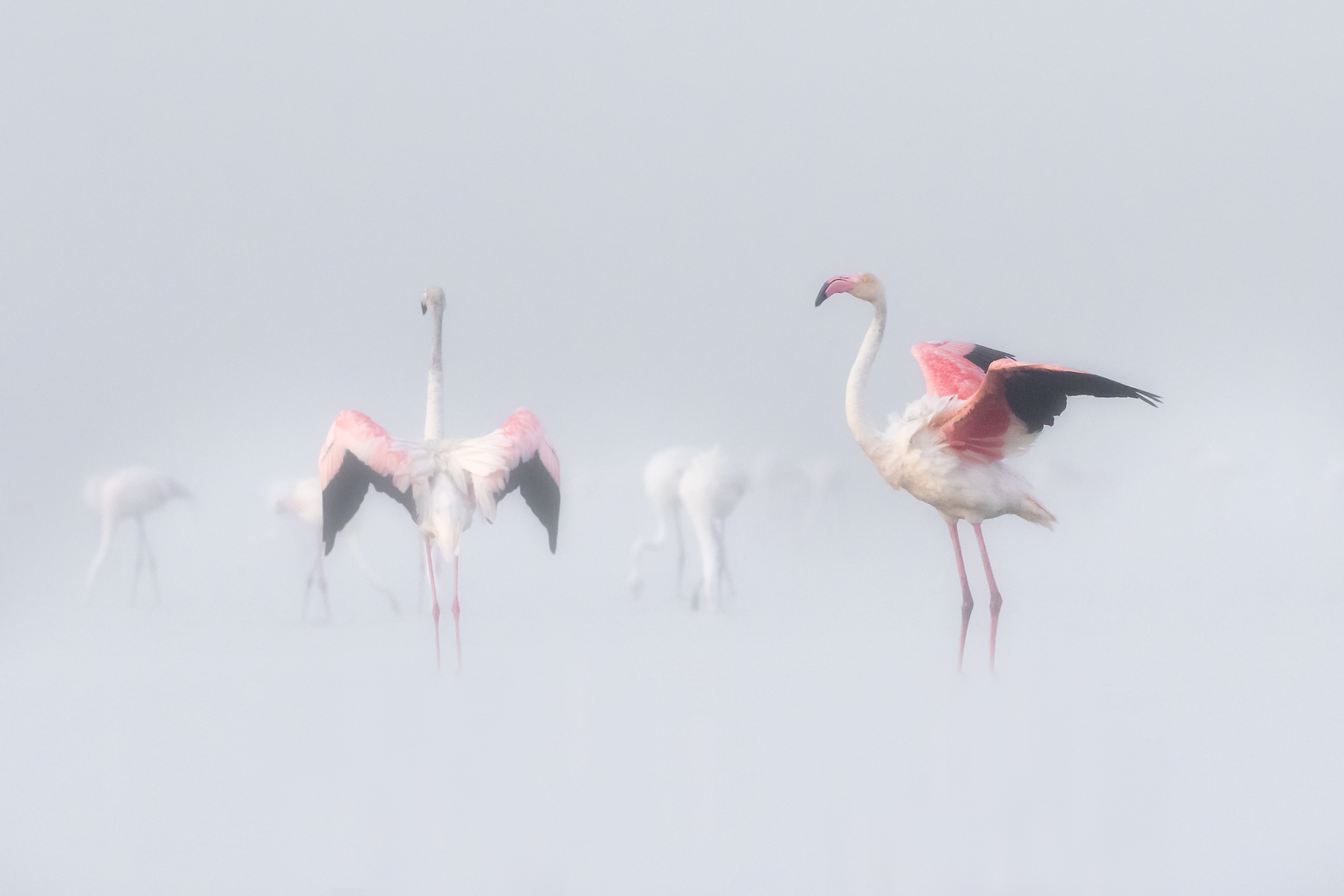 Flamingo in a foggy sunrise...