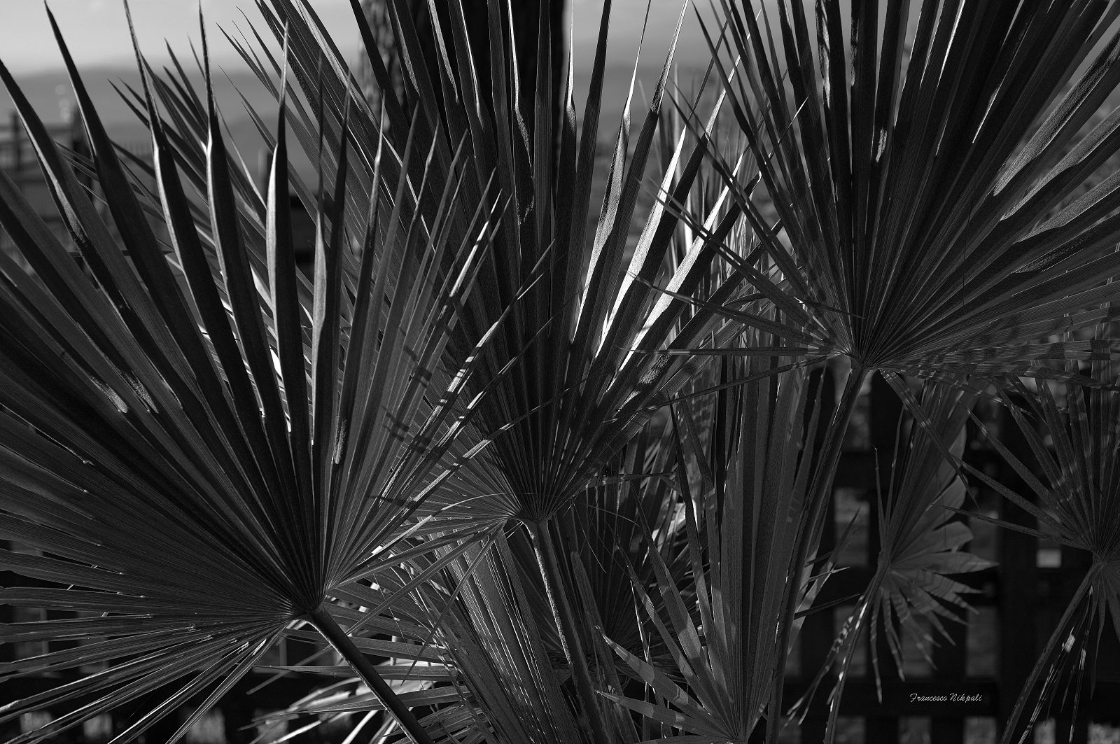 A palm from the palms...