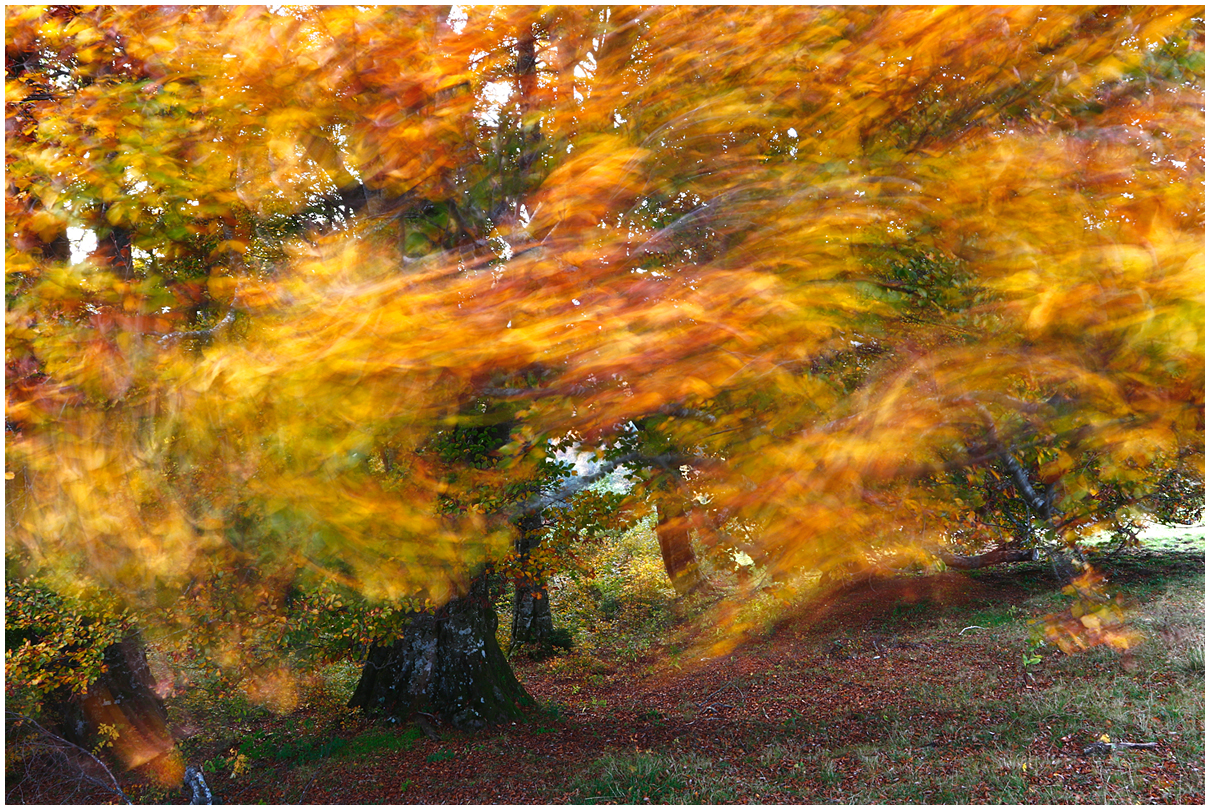 beech caressed by the wind...