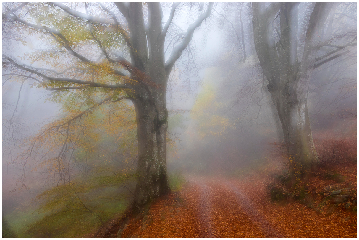 in the beech with fog...