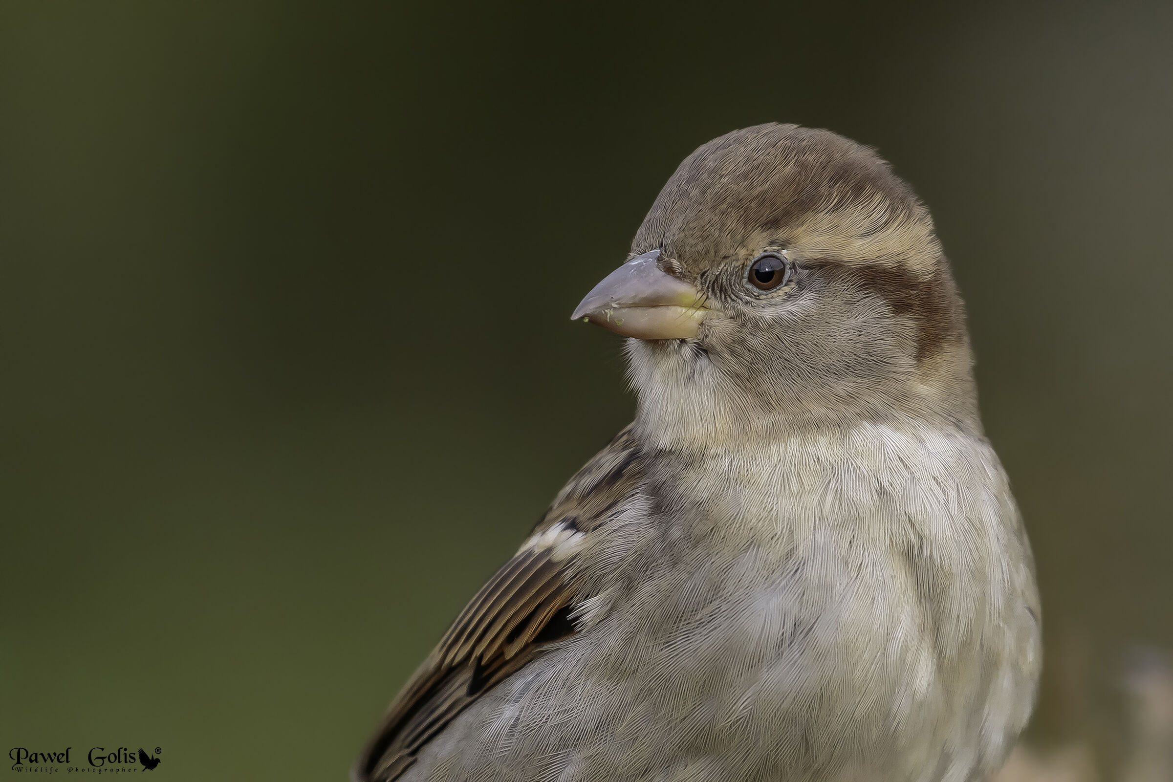 House sparrow (Passer domesticus)...