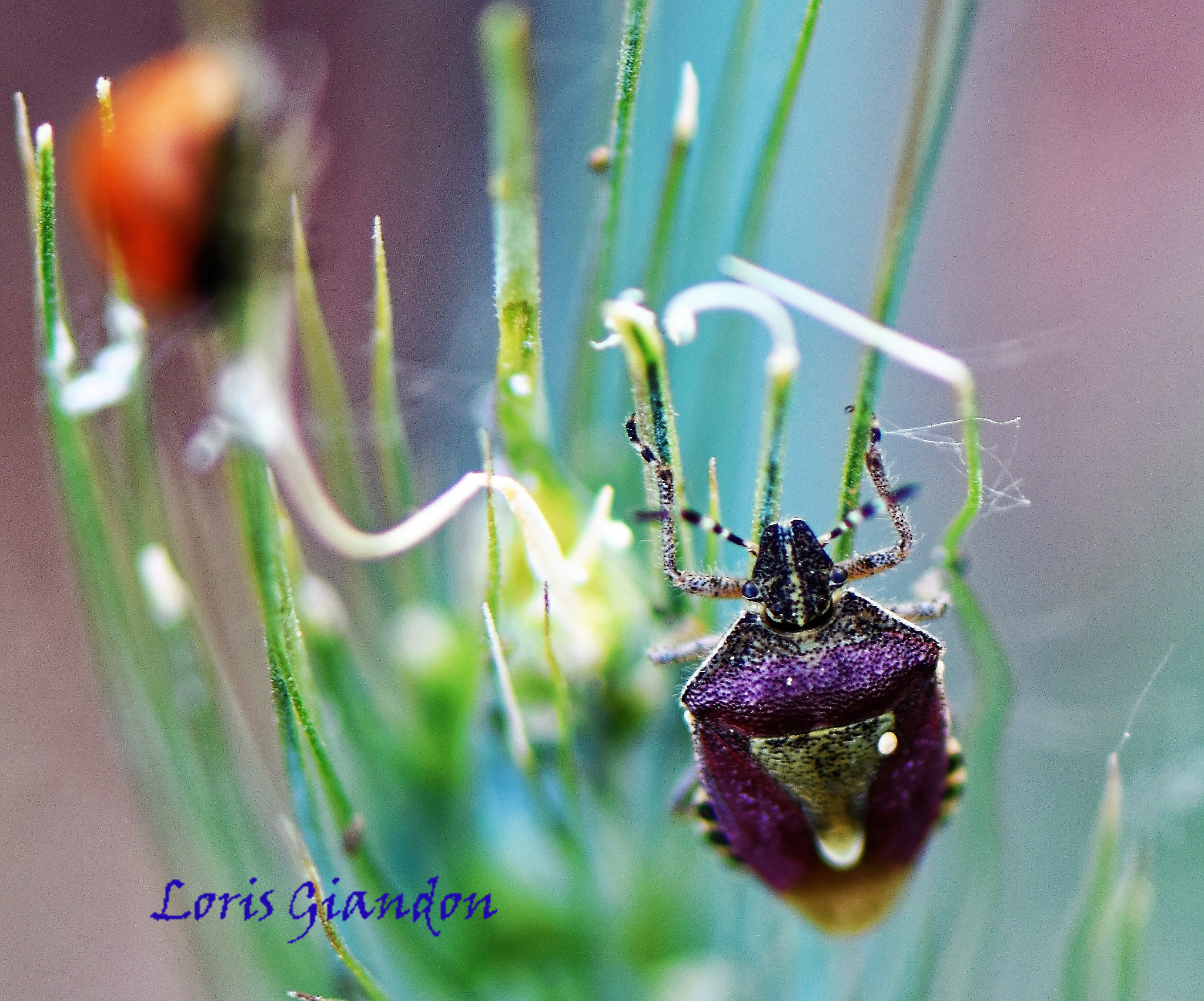 Purple bedbug...