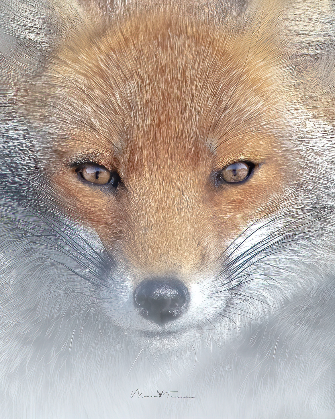 Winter Fox...