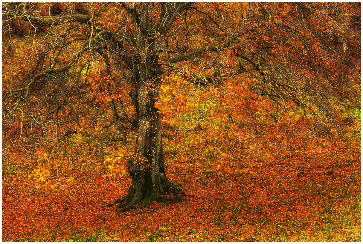 the fall of beech and its colors ...