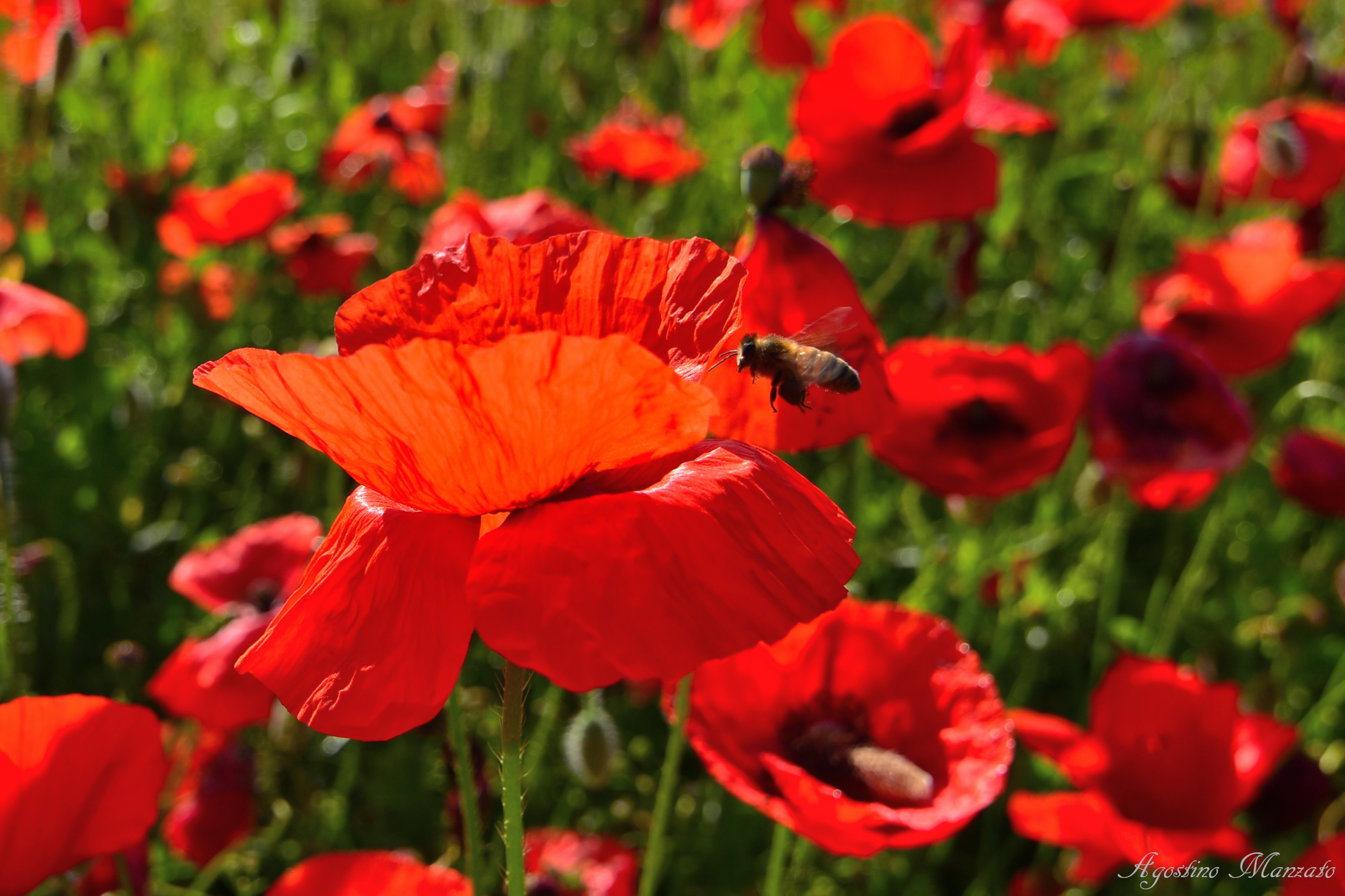 Bees and poppies...