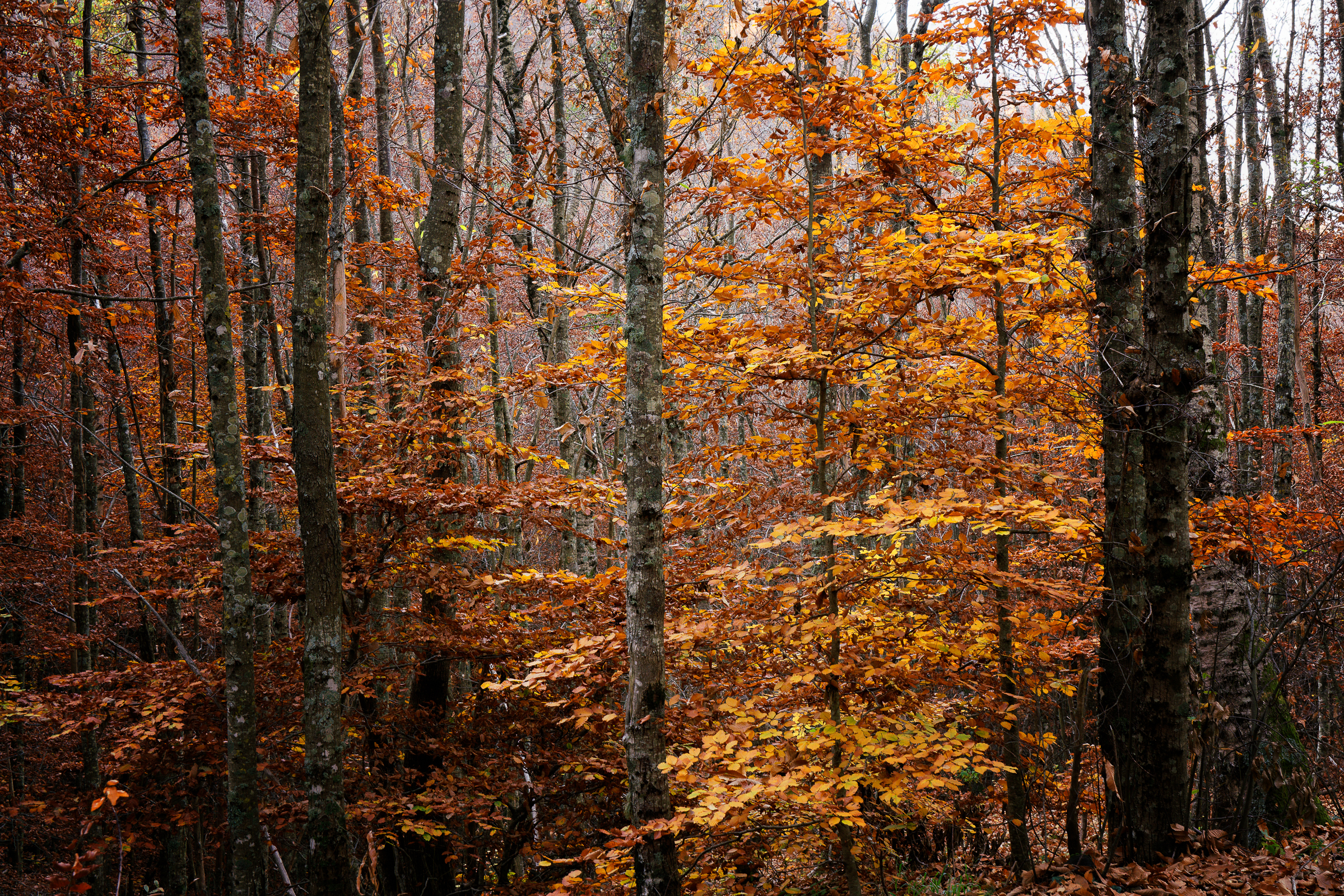 I colori dell'autunno sul monte Faito...