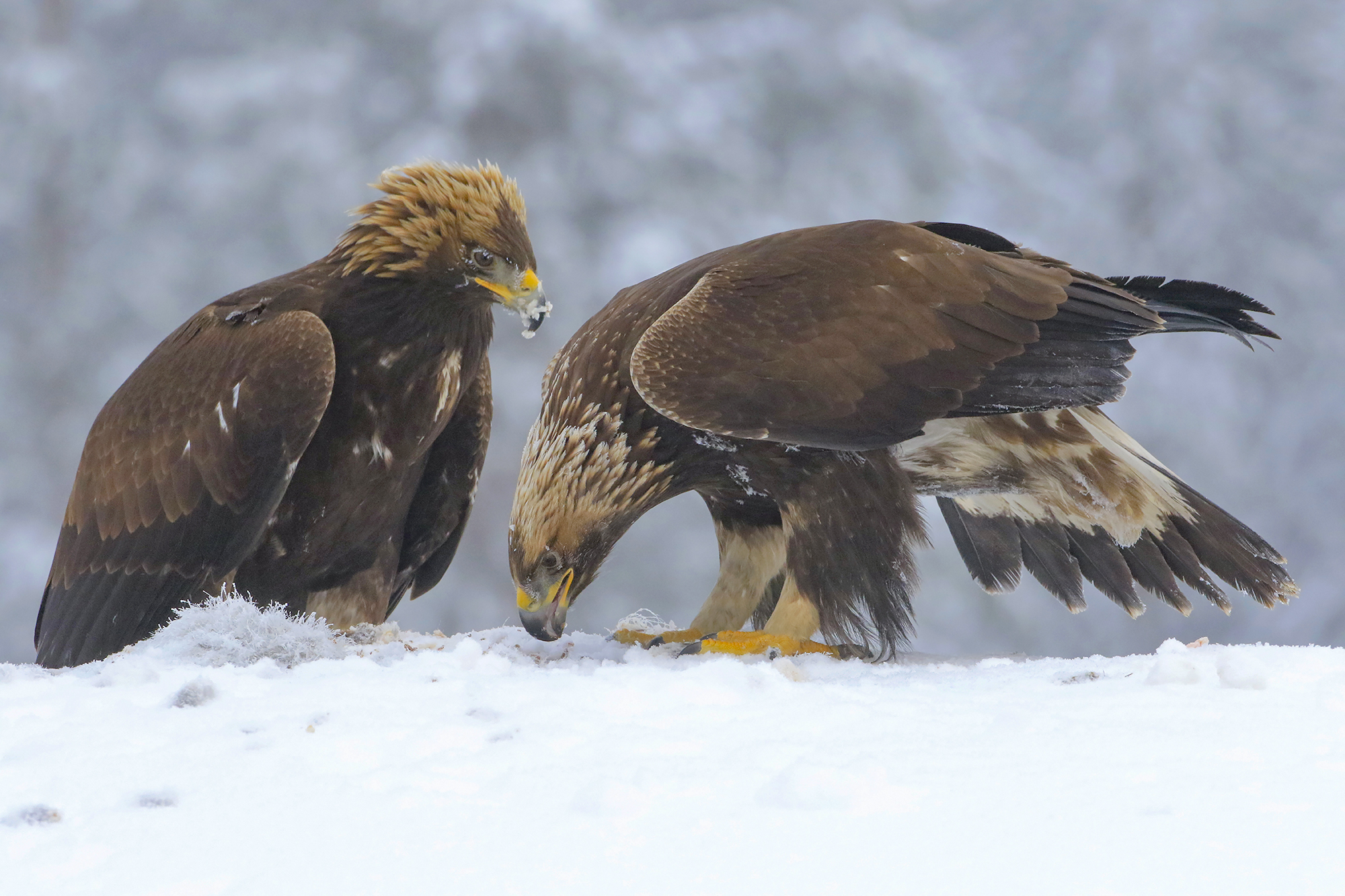 looking for food at -15, golden eagles...