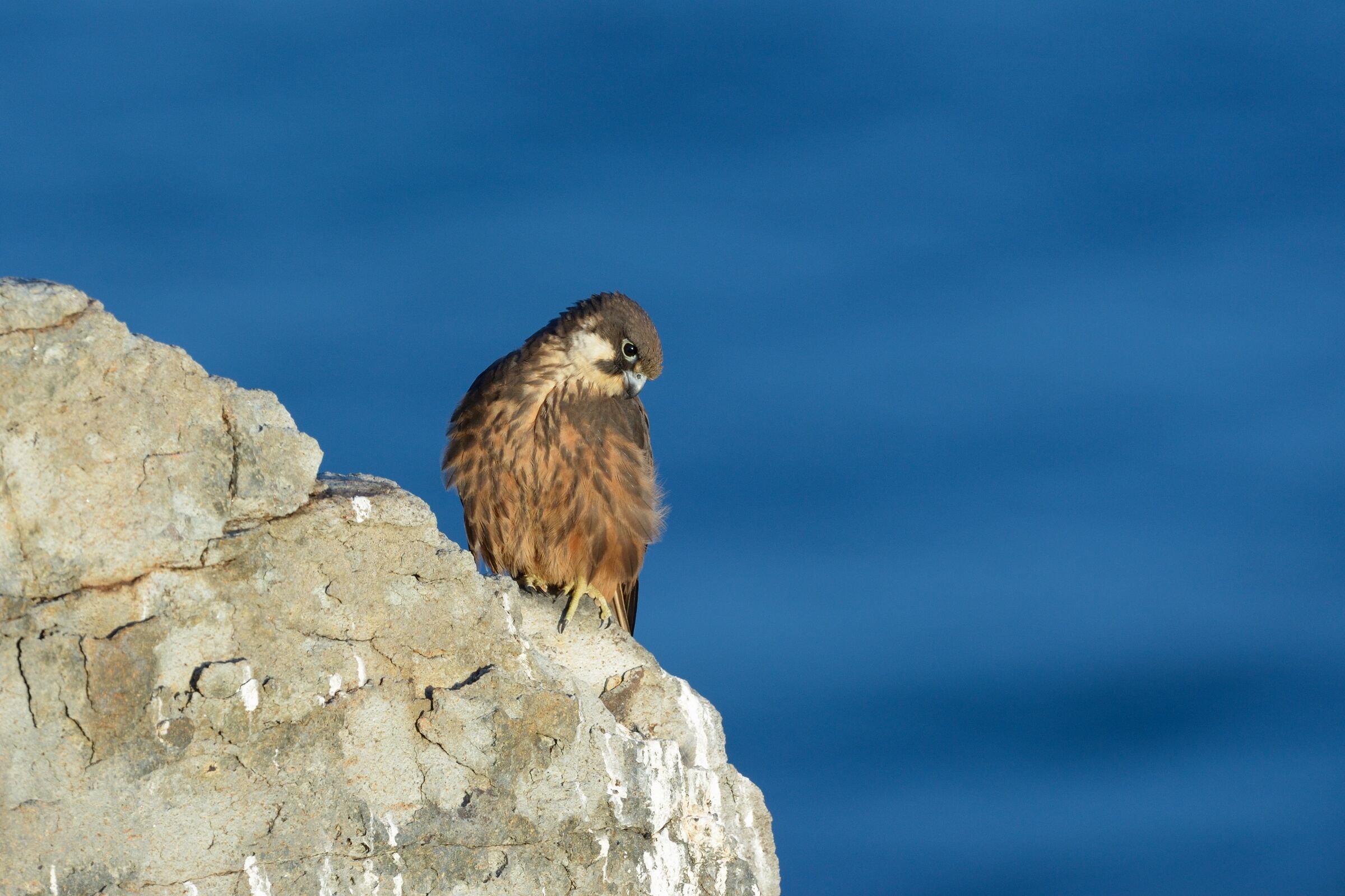 The Gaze of the Queen's Falcon (Falco eleonorae)...