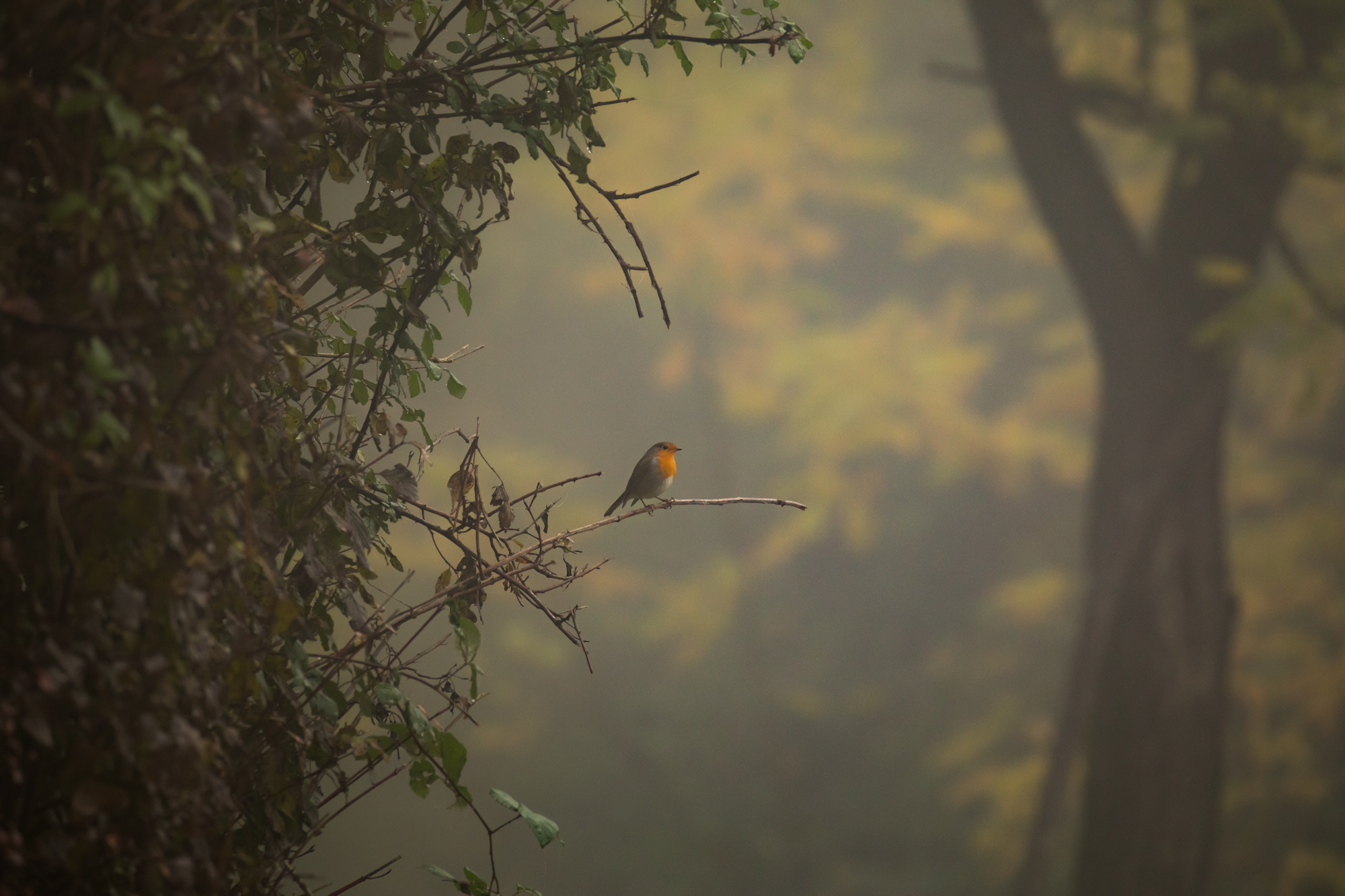 Robin in the Fog...
