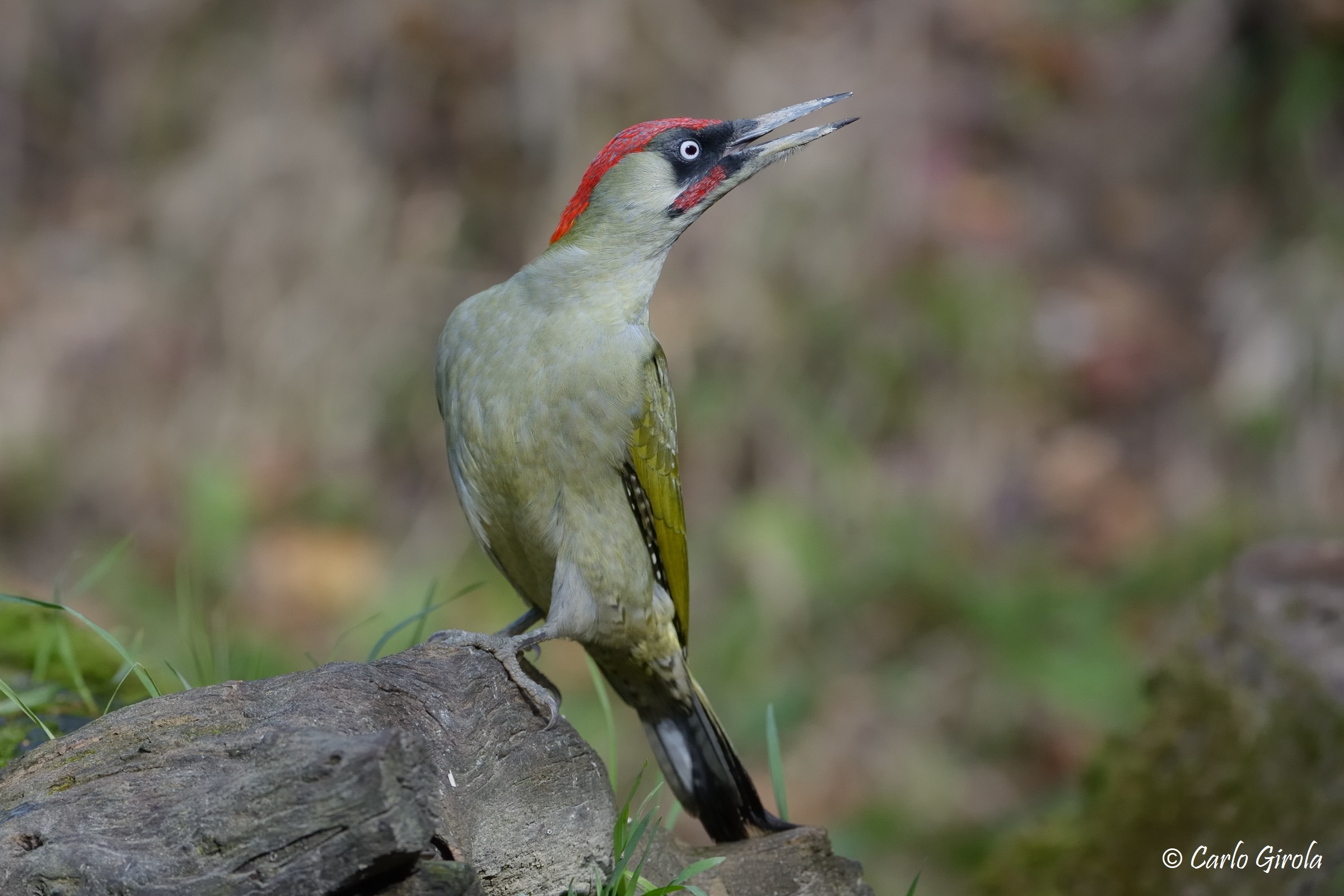 Green Woodpecker (Picus viridis) ...