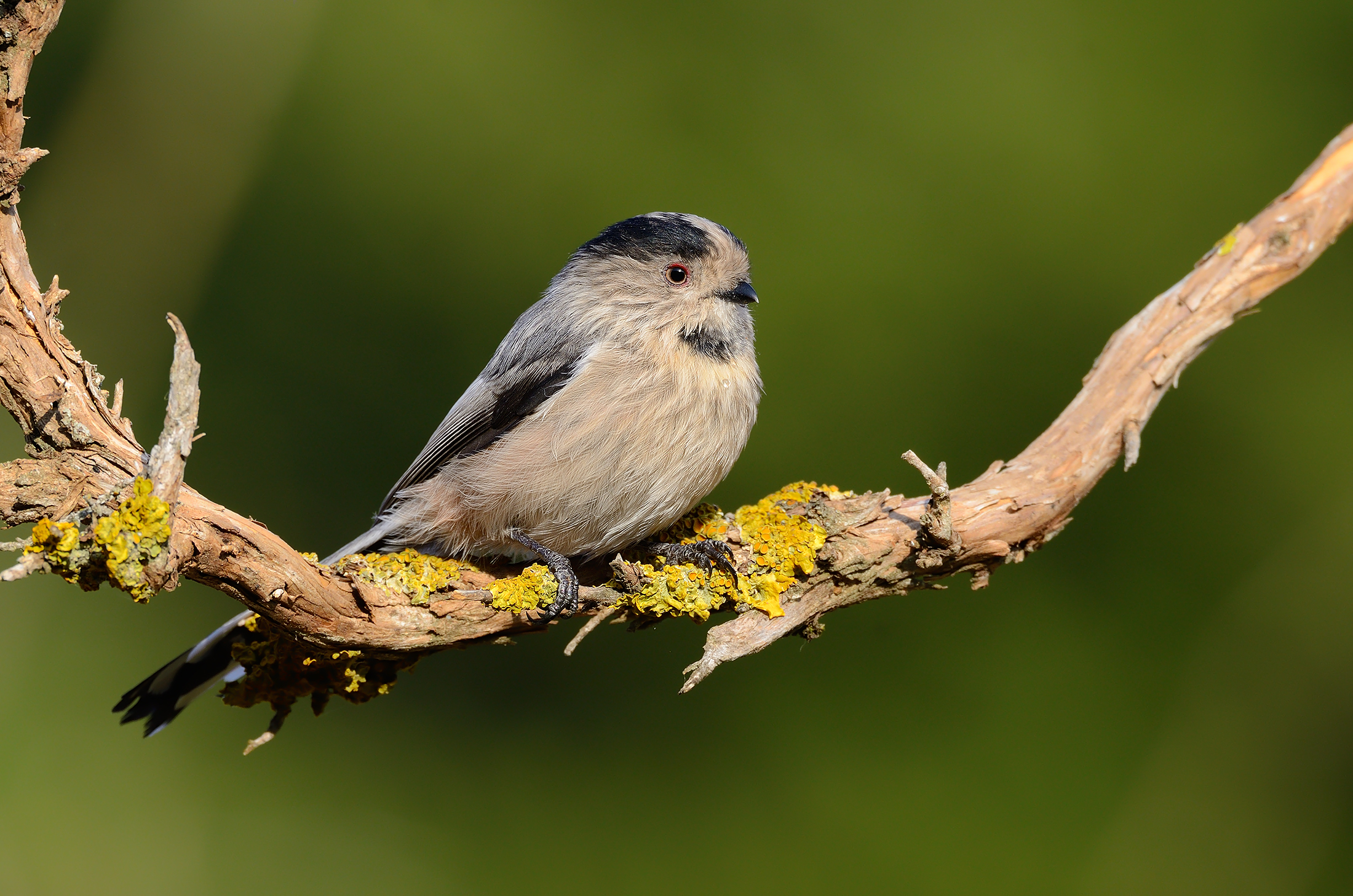 Long-tailed tit...