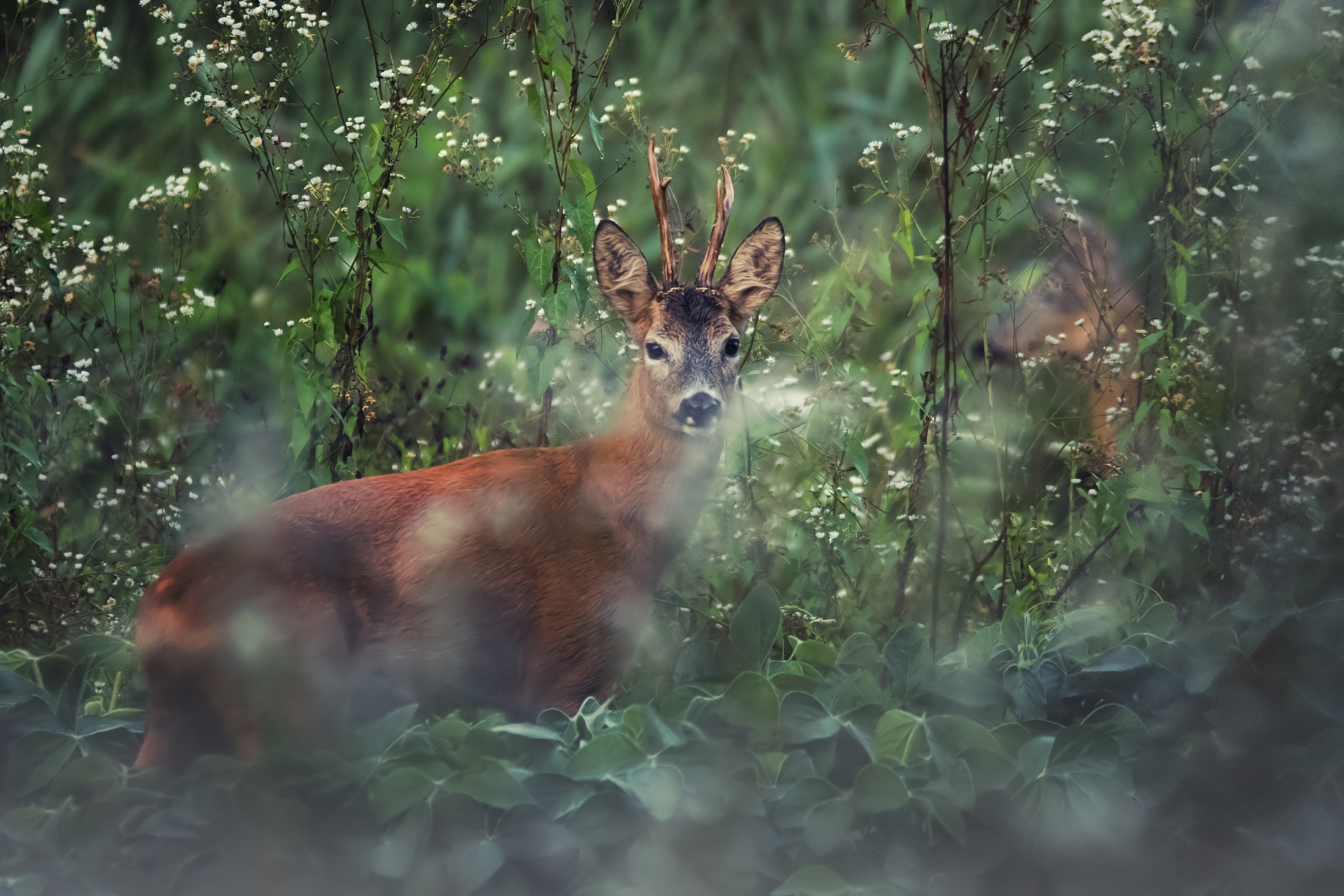 Roe deer (male and female)...