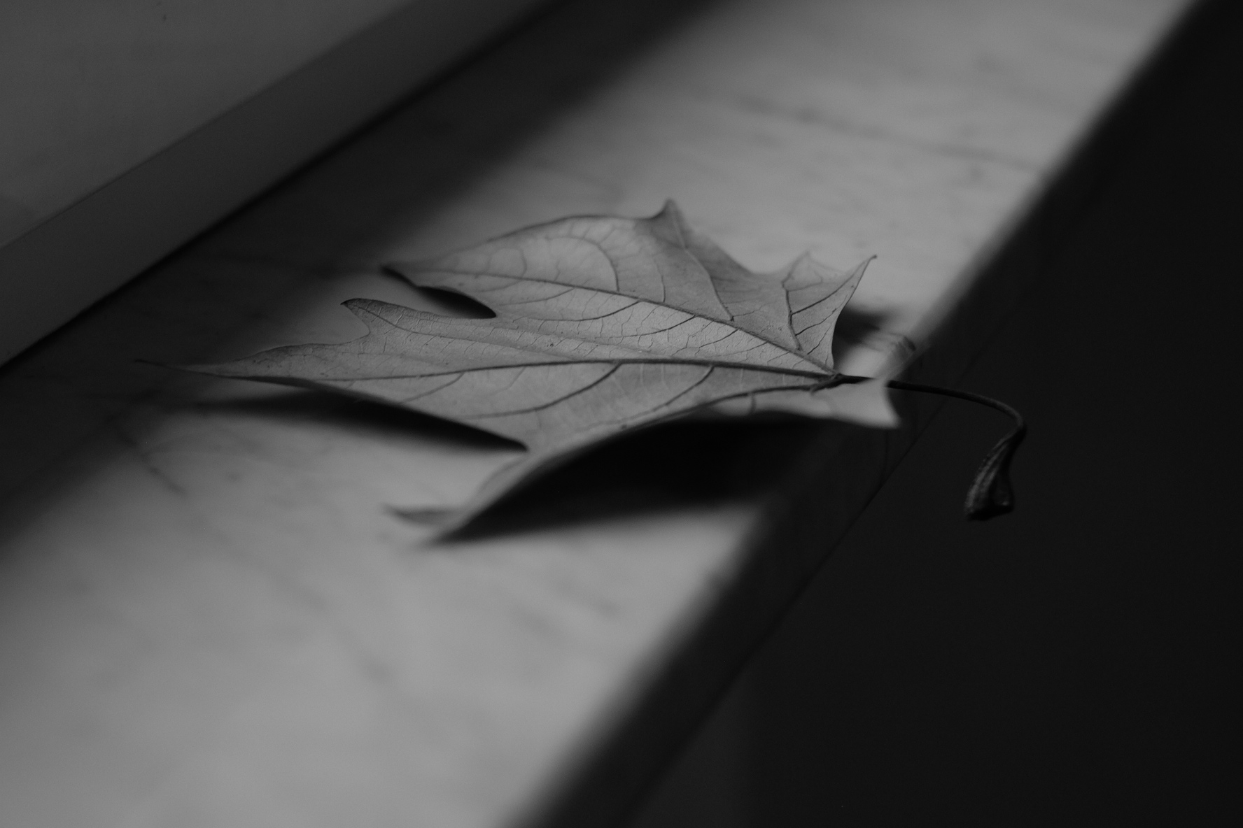 Autumn in black and white...