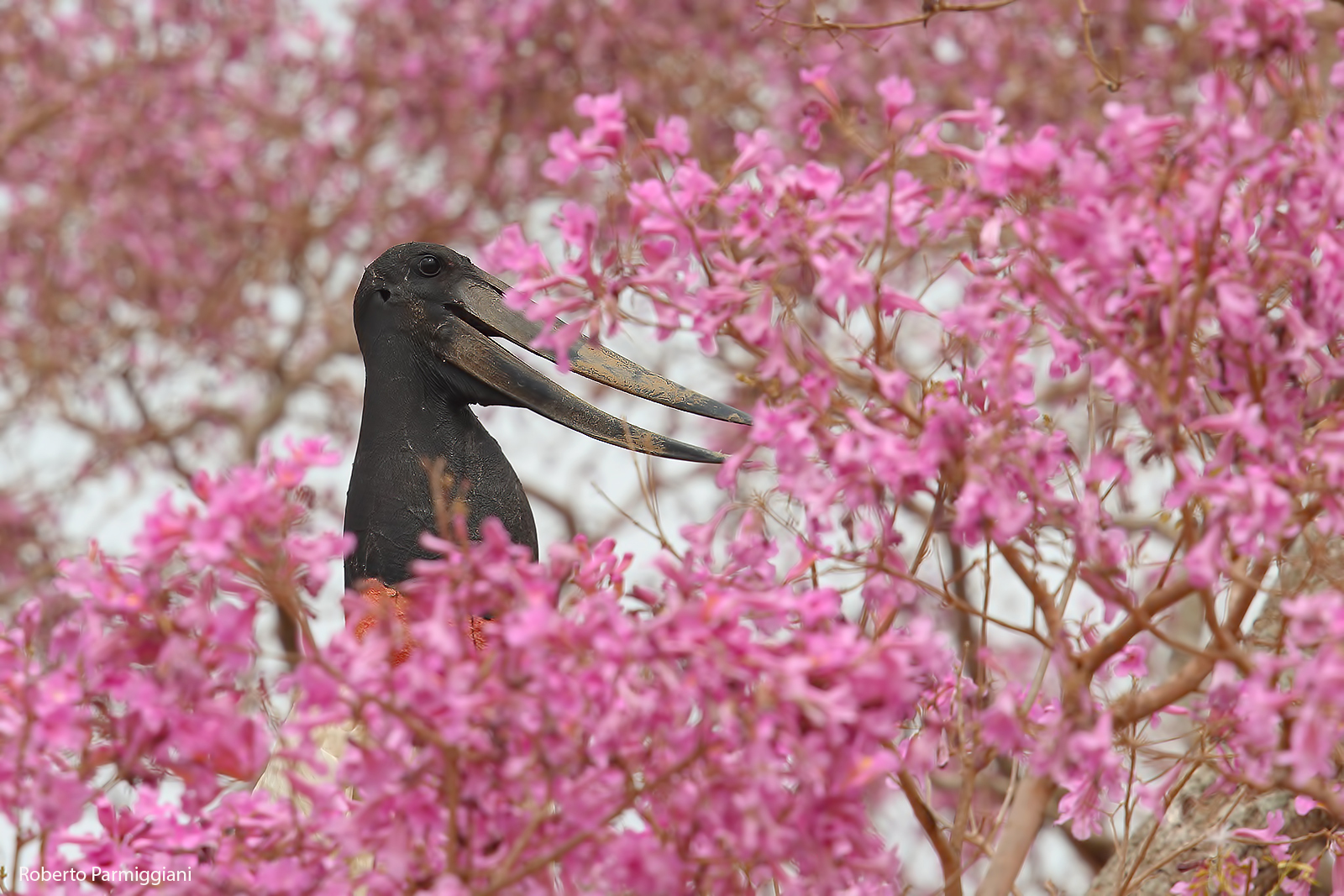 Jabiru and the Pink Ippe...