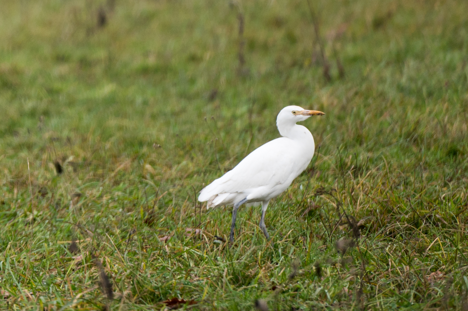 egret...