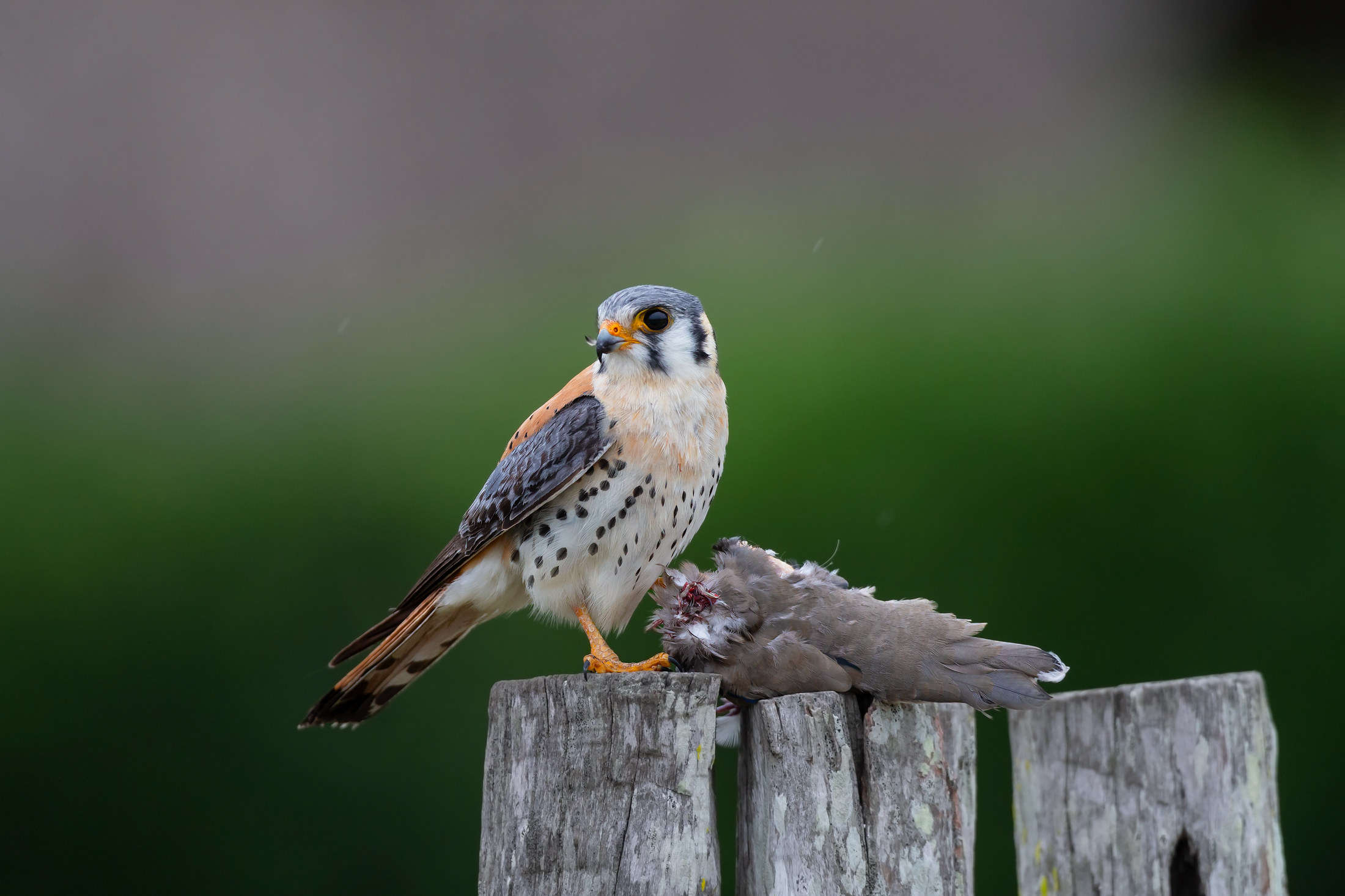 Sparrowhawk falcon and prey...