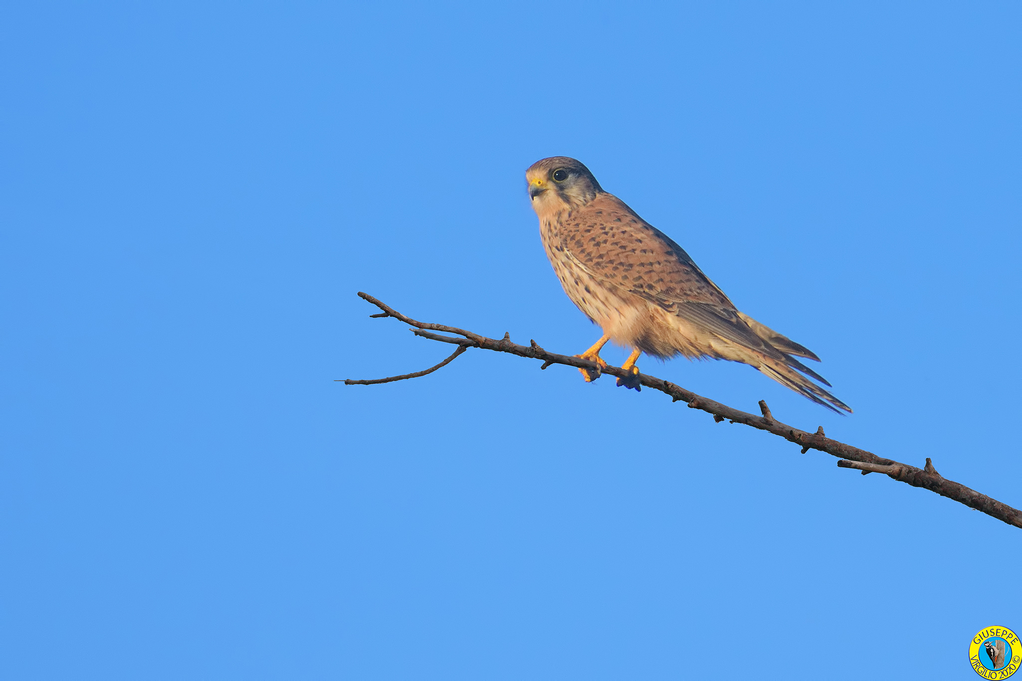 l gheppio comune (Falco tinnunculus Linnaeus, 1758) SAR...
