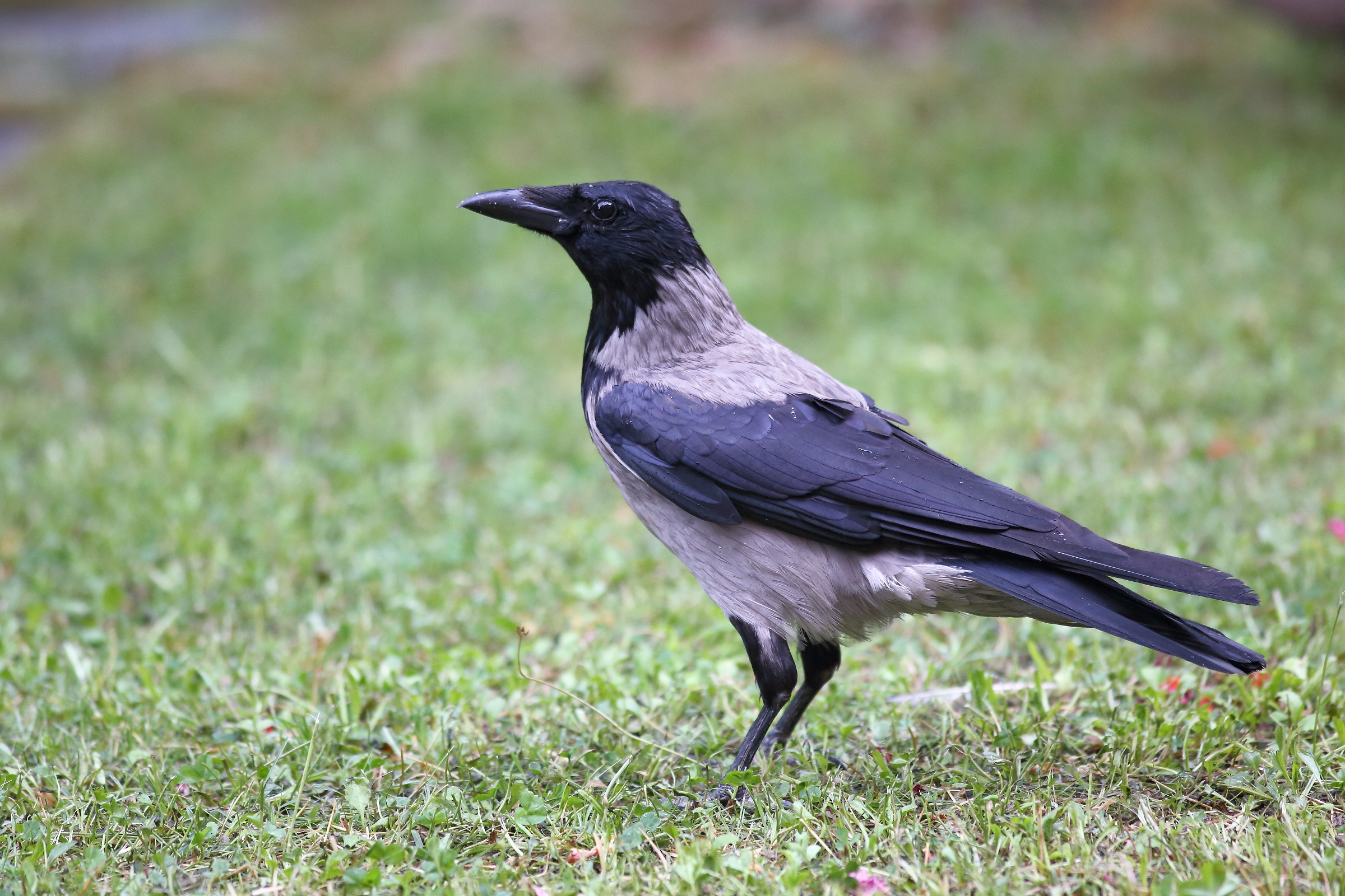 Corvus cornix or grey crow...