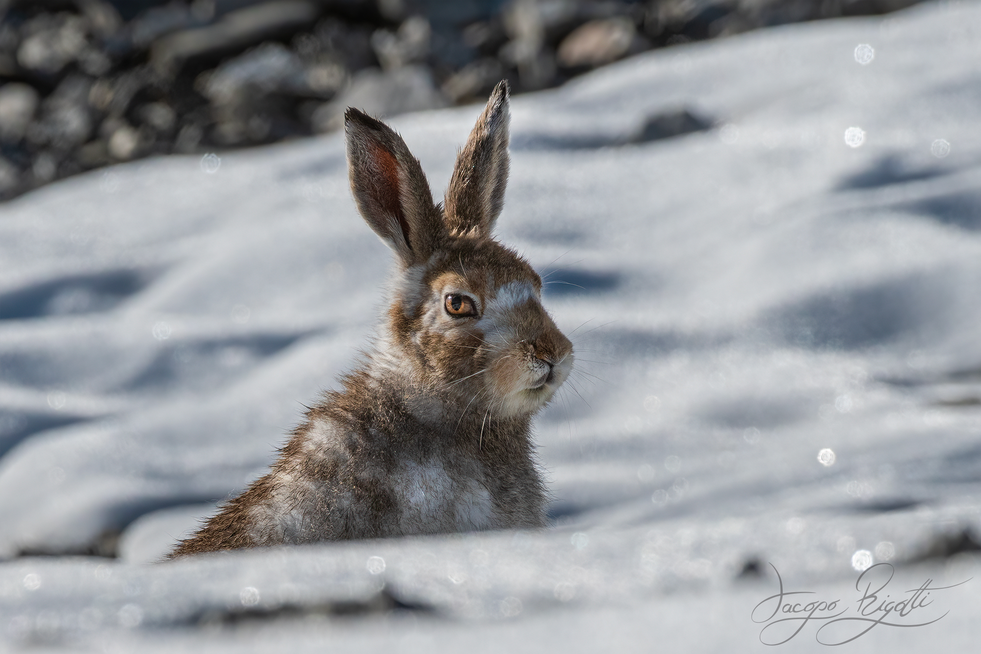 Variable hare in moult...