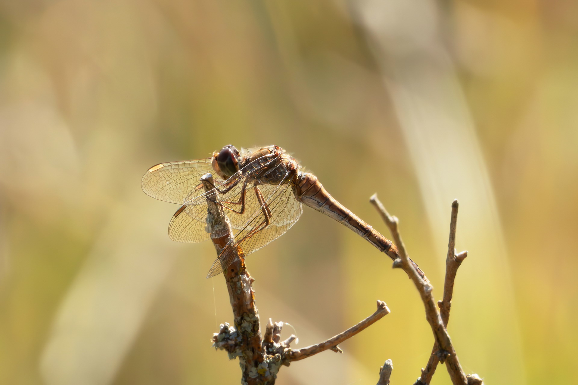 Mountain dragonfly...