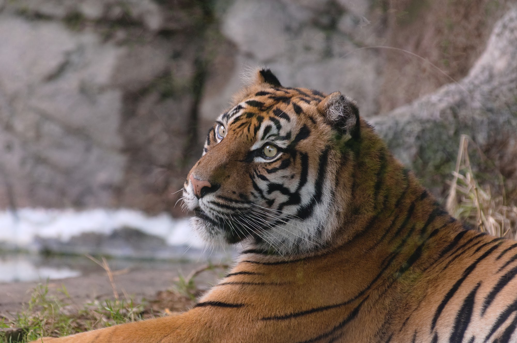 Pensive Tiger...