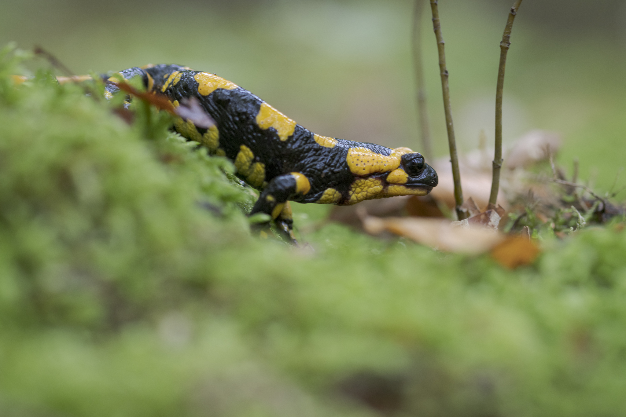 Salamandra appenninica...