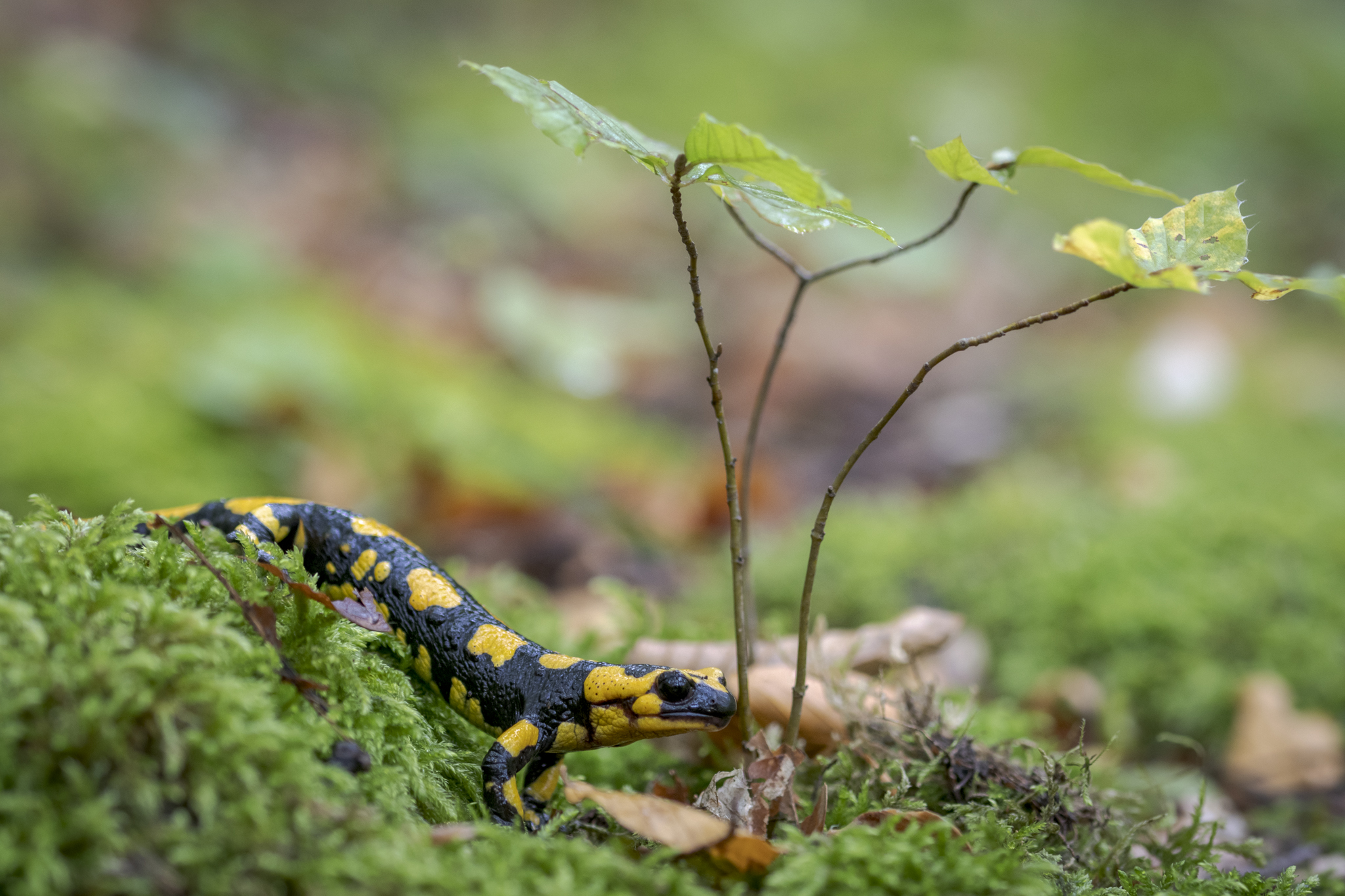 Apennine Salamander 2...