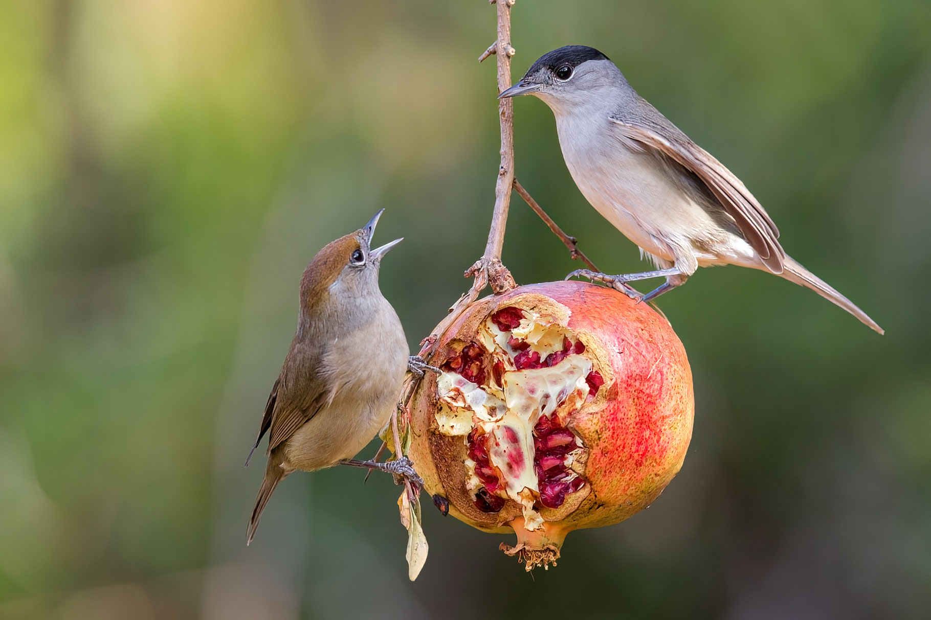 Pair of blackcaps on pomegranate...
